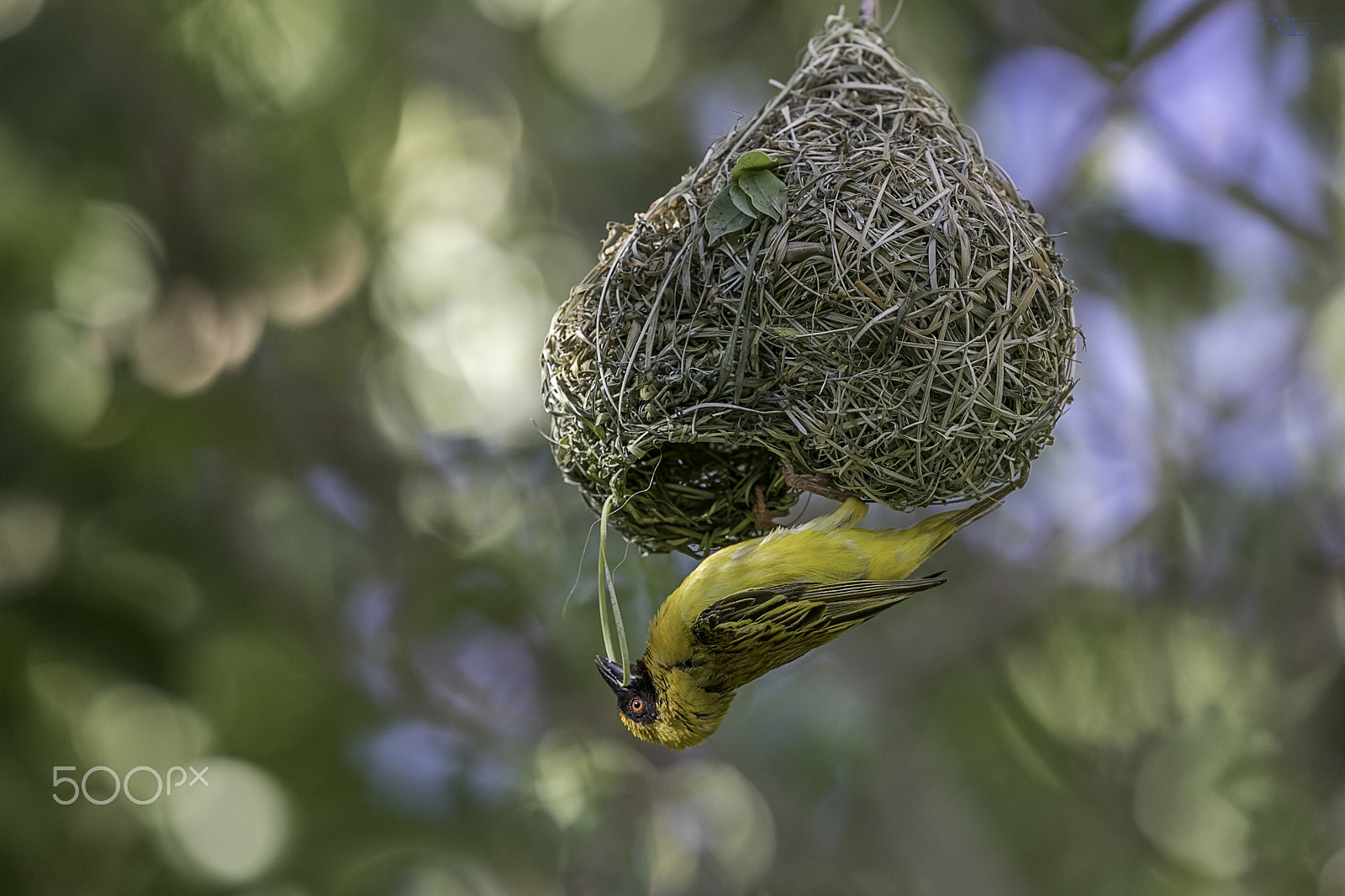 Canon EOS-1D X Mark II + Canon EF 600mm F4L IS II USM sample photo. Southern yellow masked weaver photography