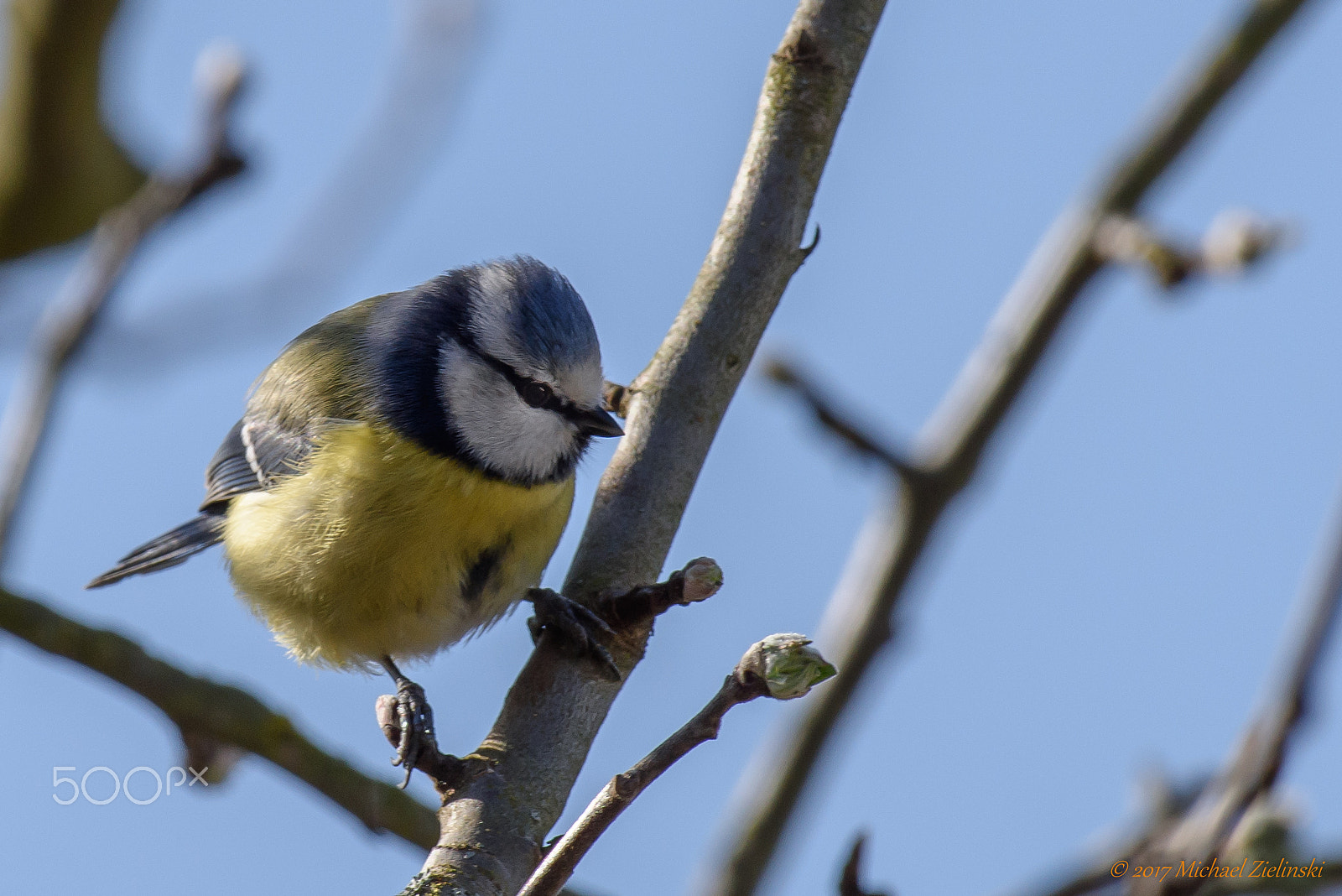 Nikon AF-S Nikkor 200-500mm F5.6E ED VR sample photo. Blaumeise photography