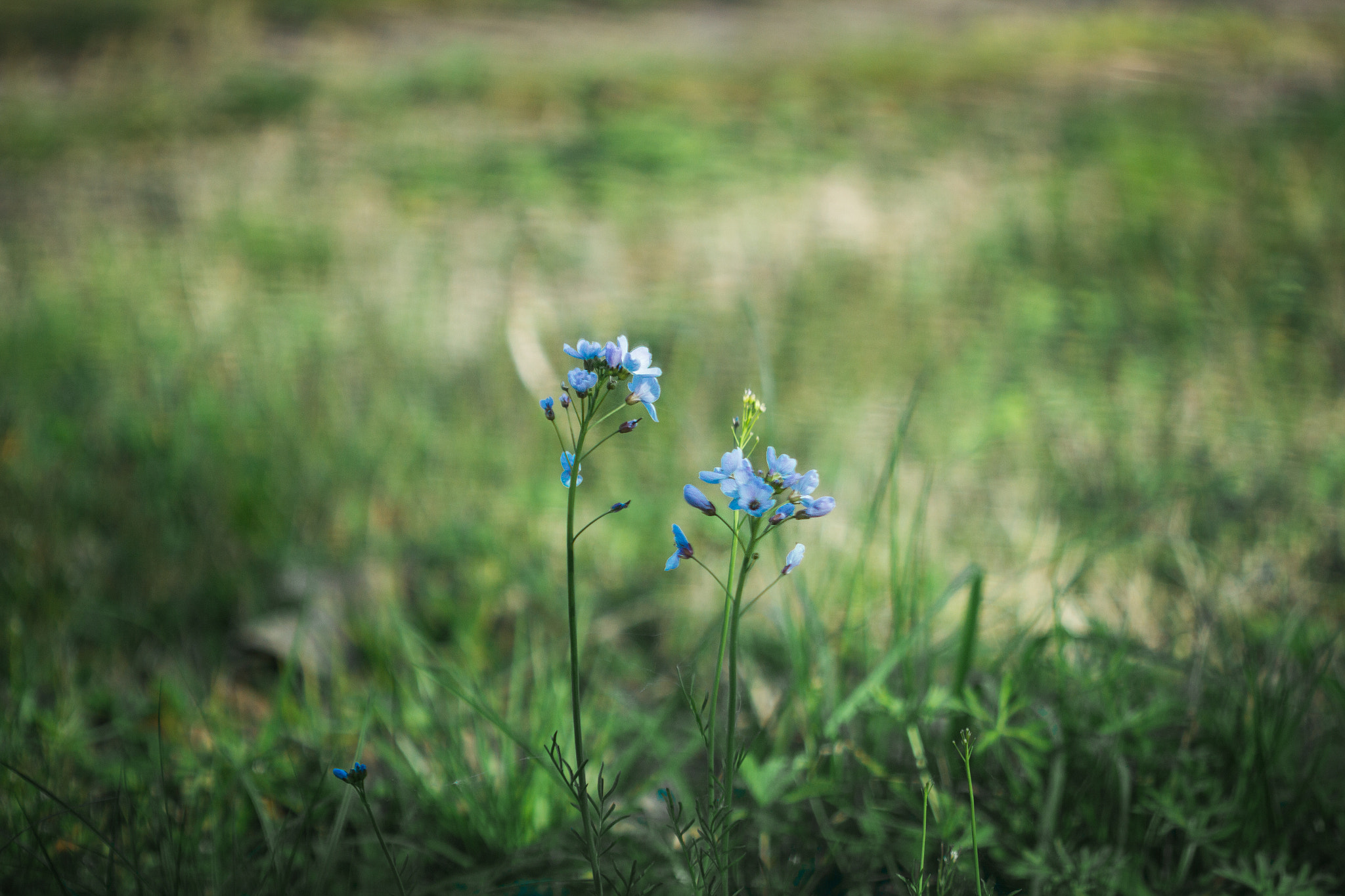 Canon EF 100mm F2.8 Macro USM sample photo. Flowers photography