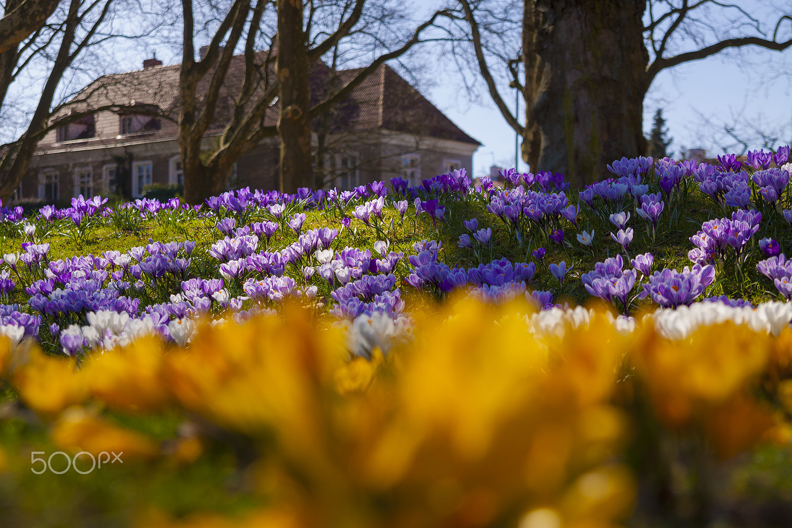 Canon EOS 50D sample photo. Crocuses photography