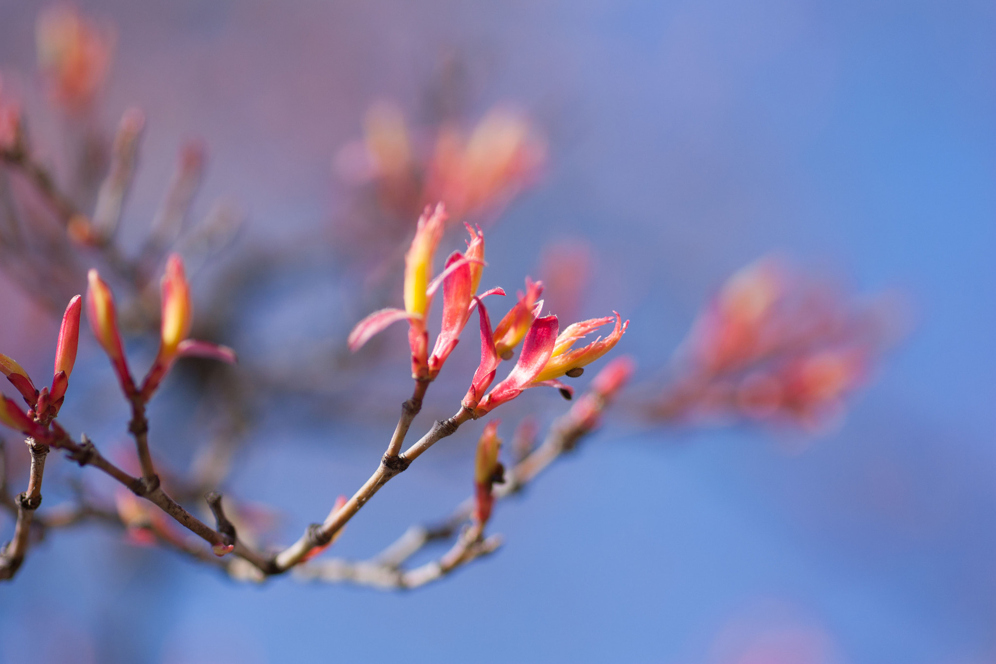 Sigma 50mm f/1.4 EX DG HSM + 1.4x sample photo