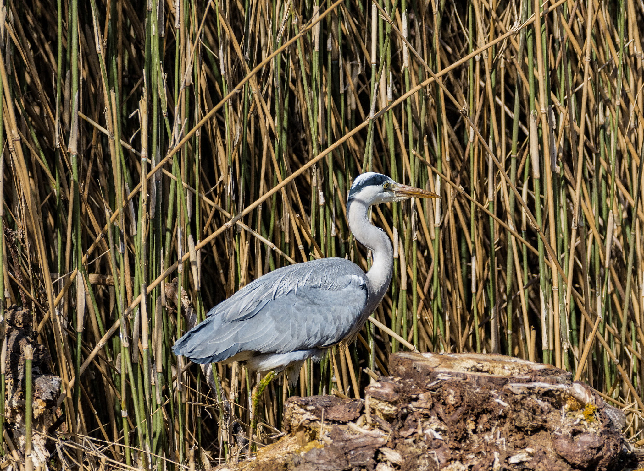 Nikon D7200 + Sigma 150-600mm F5-6.3 DG OS HSM | C sample photo. Gray heron photography