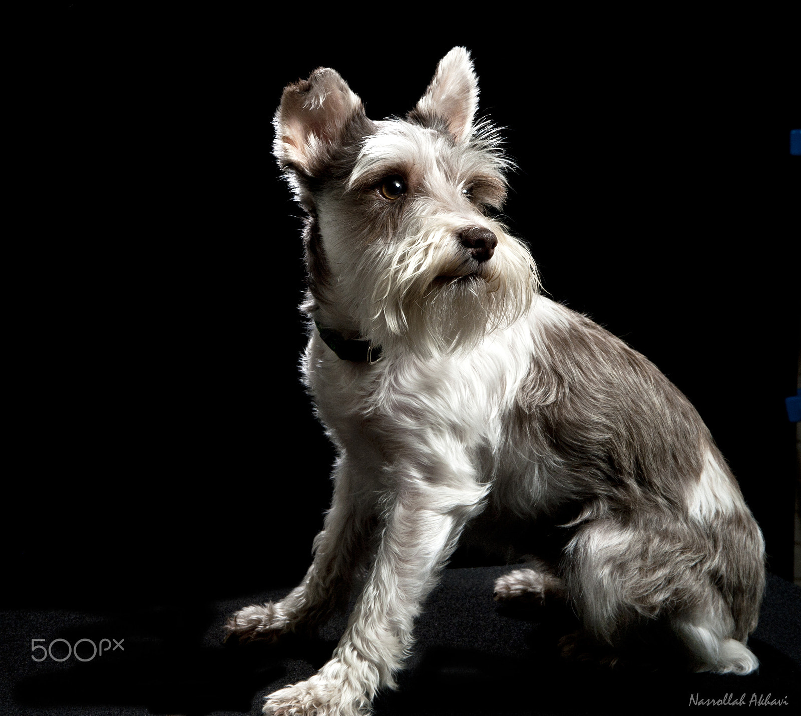 Nikon D3 sample photo. My dog kona photography