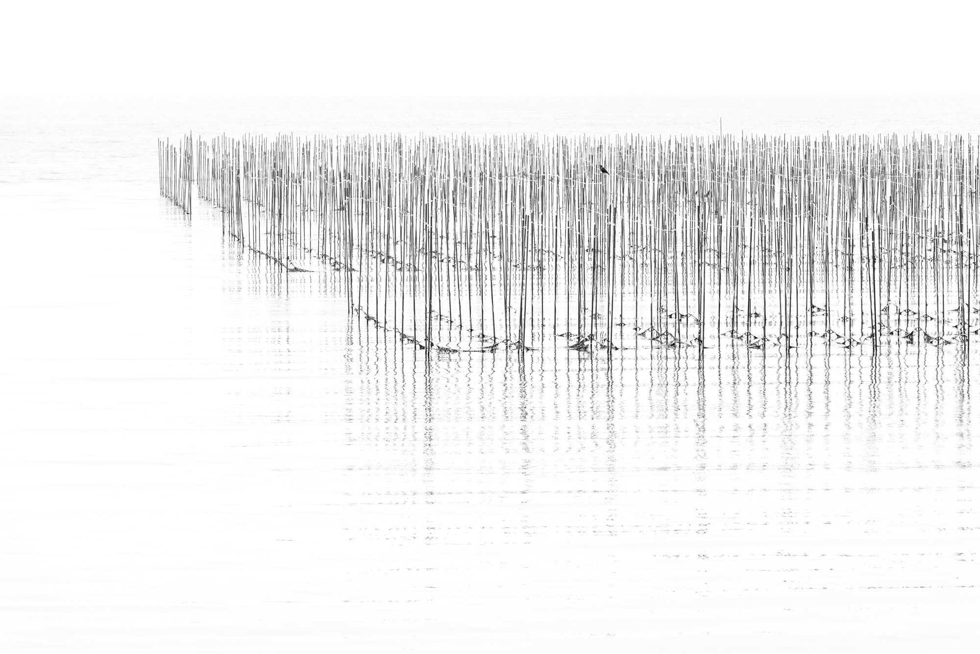 Nikon AF-S Nikkor 70-200mm F2.8G ED VR II sample photo. One bird. one thousand sticks photography