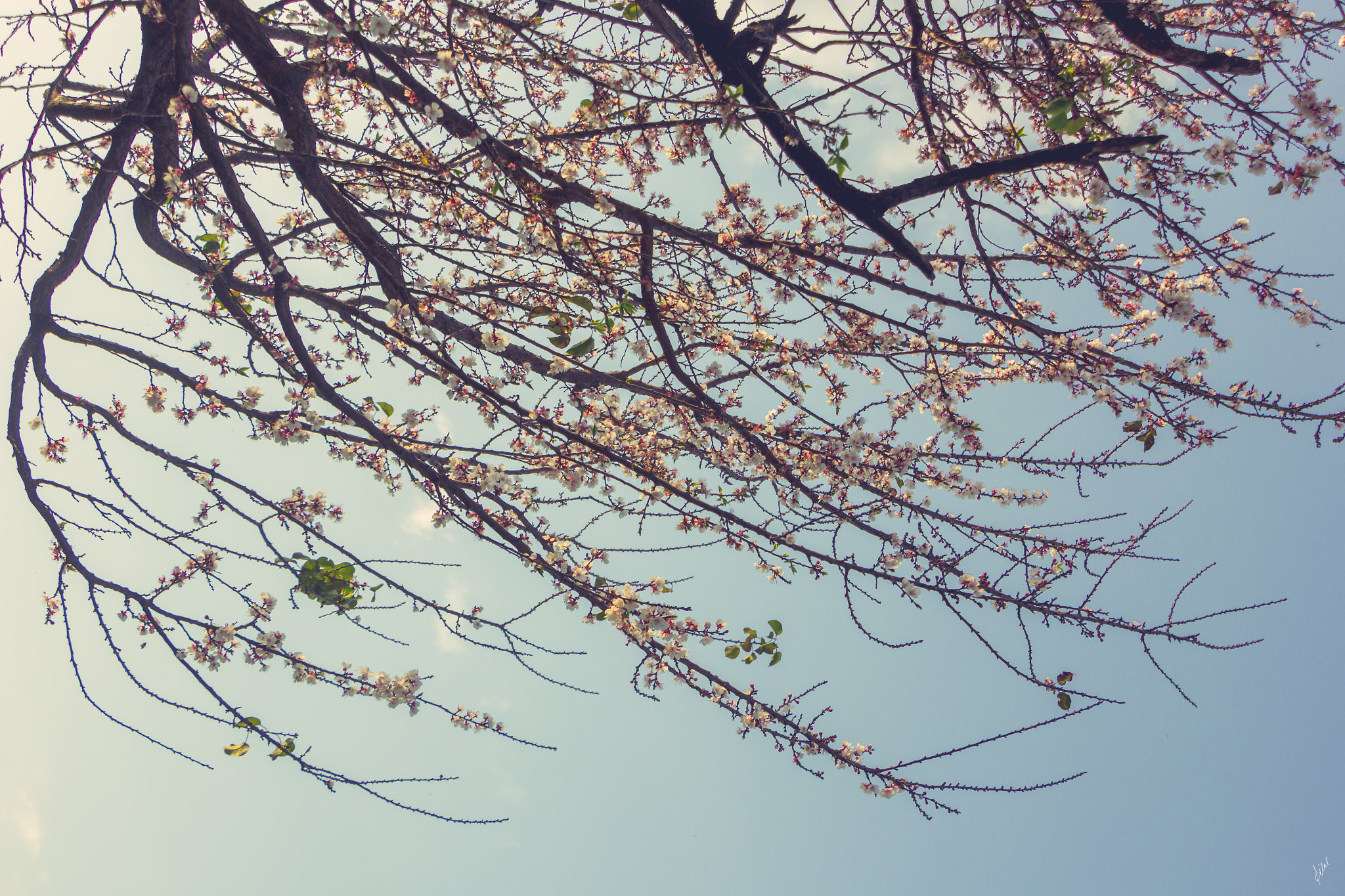 Canon EOS 60D sample photo. Purple of spring photography