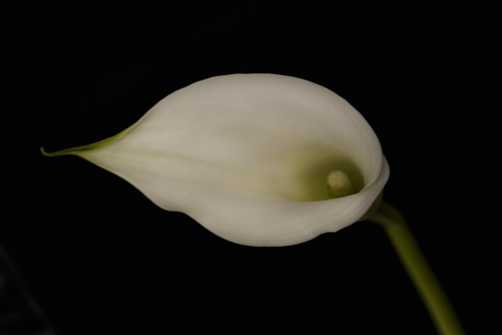 Canon EF 100mm F2.8 Macro USM sample photo. Calla photography