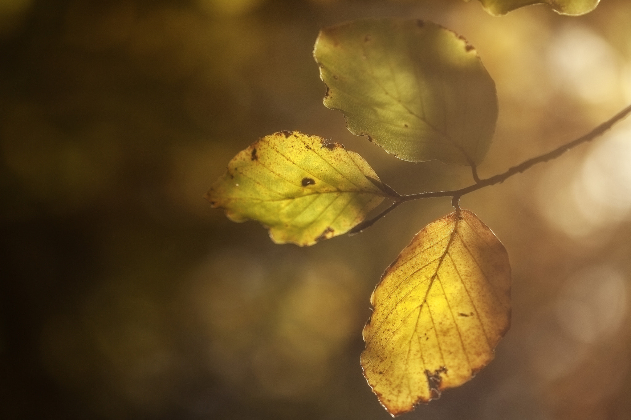 Canon EF 100mm F2.8 Macro USM sample photo. Into the forest ii photography