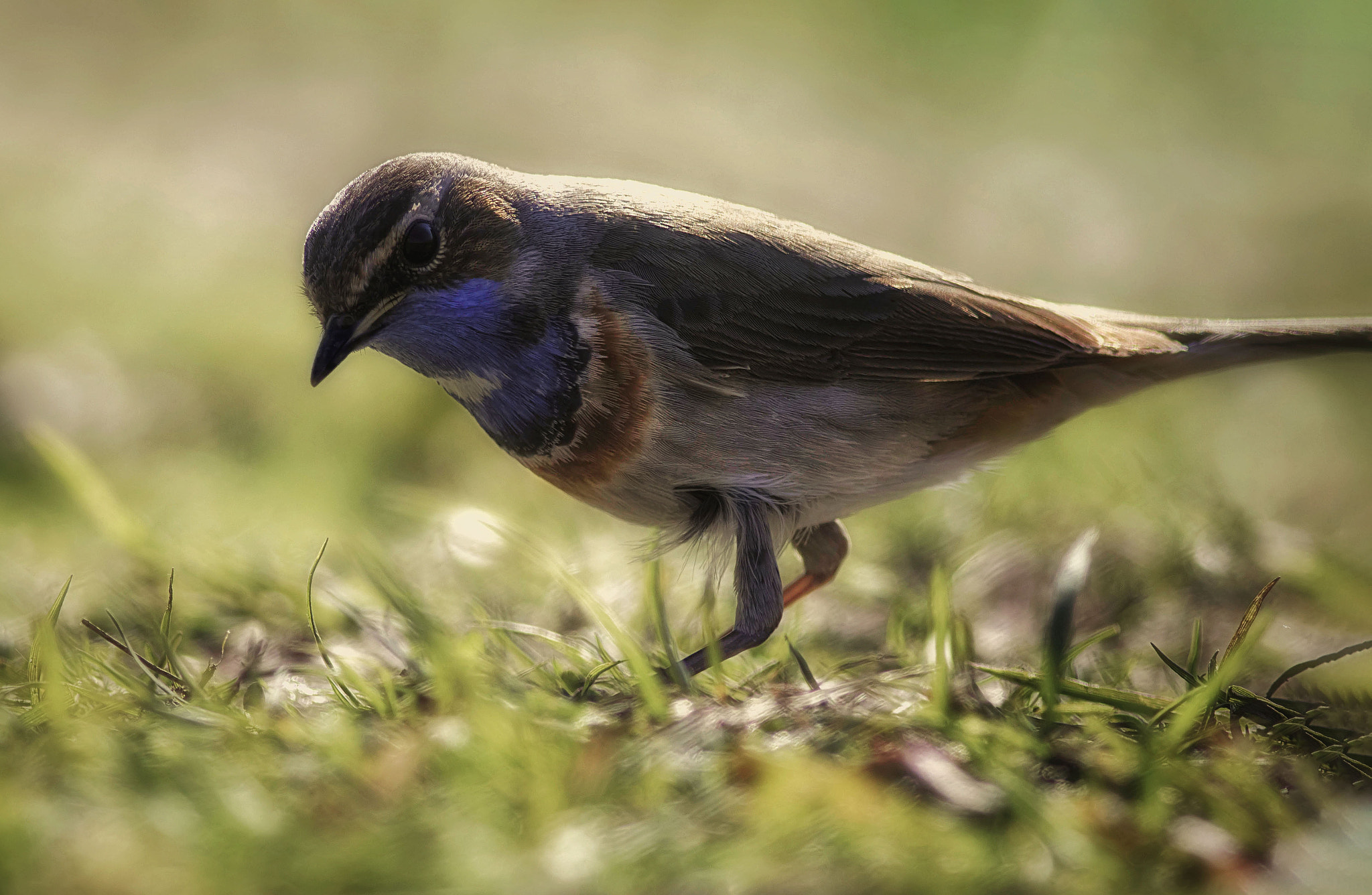 Canon EOS 7D Mark II + Canon EF 400mm F5.6L USM sample photo. Bluethroat photography