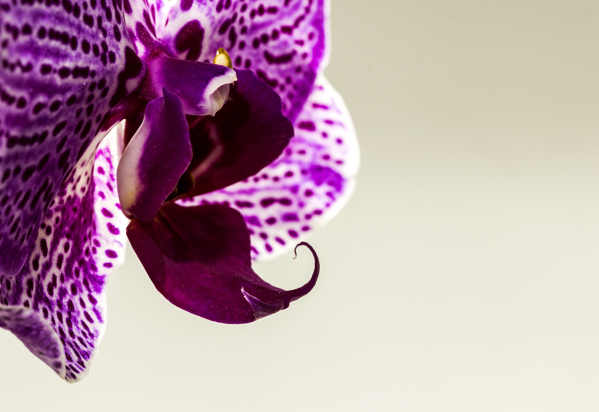 Canon EF 100mm F2.8 Macro USM sample photo. Orchid photography