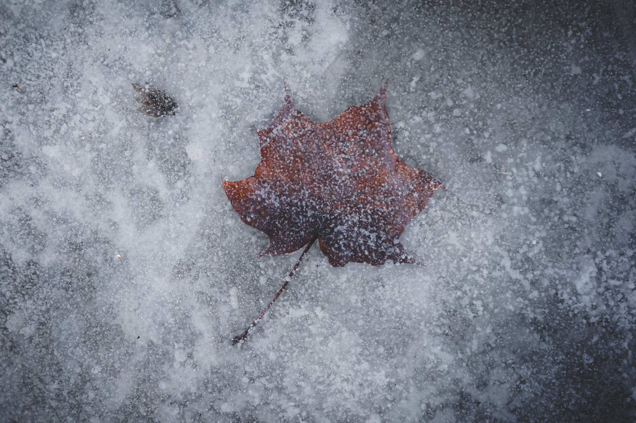 Sony Alpha a5000 (ILCE 5000) sample photo. Frosted leave photography