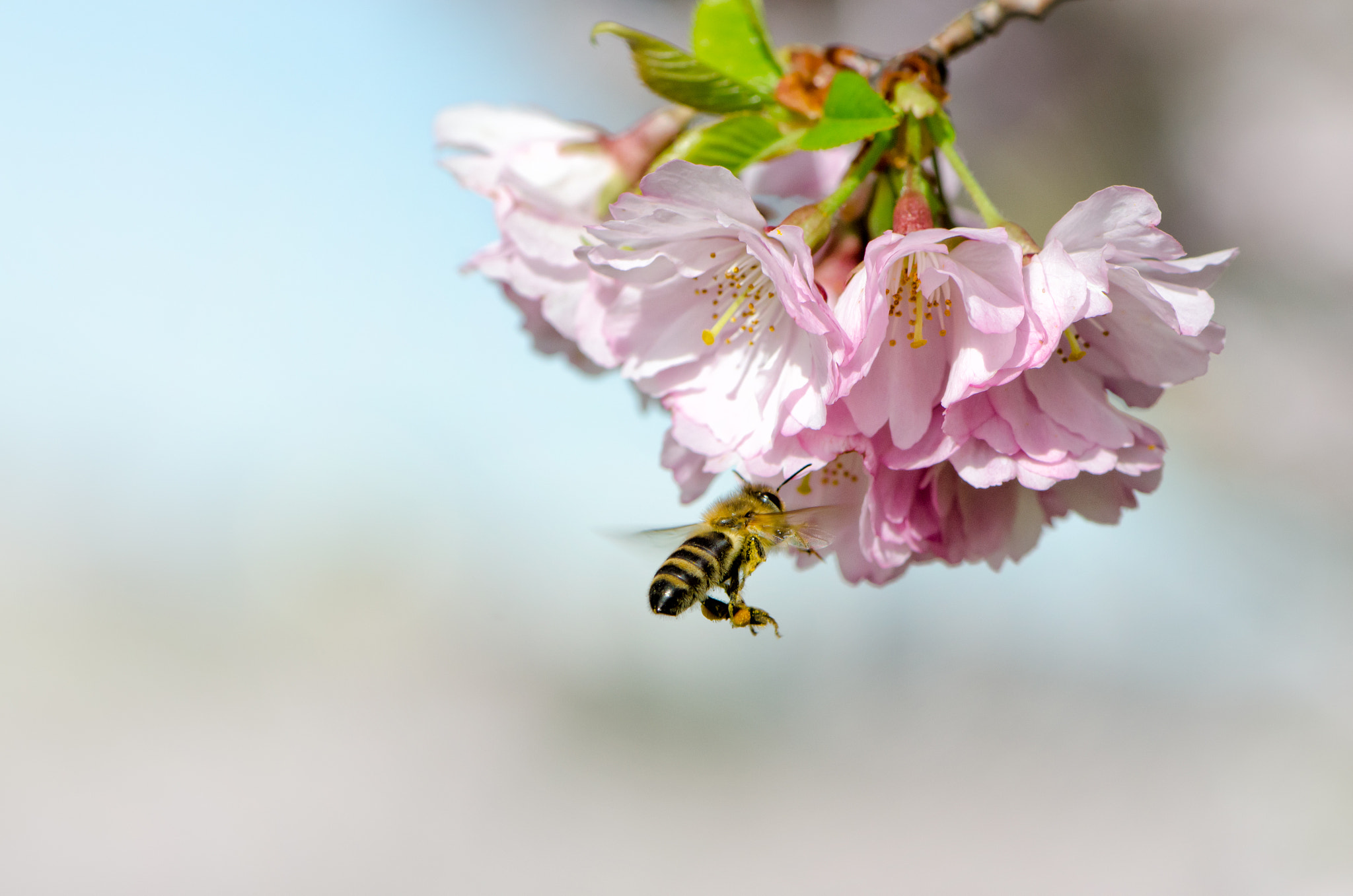 Nikon AF-S Micro-Nikkor 105mm F2.8G IF-ED VR sample photo. Spring time photography