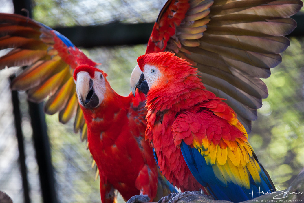 Tamron SP 150-600mm F5-6.3 Di VC USD sample photo. Parrots photography