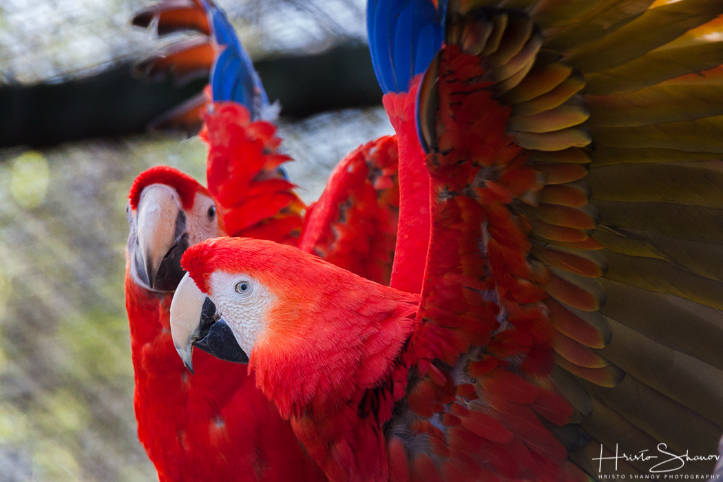 Tamron SP 150-600mm F5-6.3 Di VC USD sample photo. Parrots photography