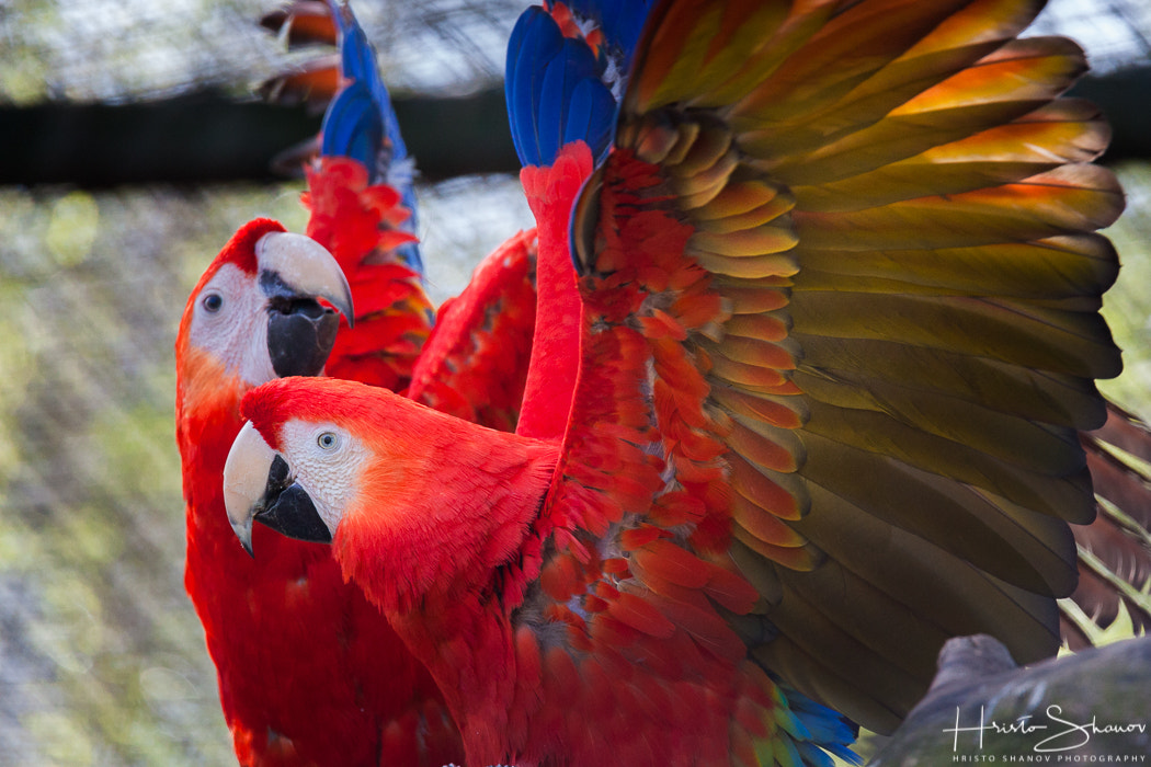 Tamron SP 150-600mm F5-6.3 Di VC USD sample photo. Parrots photography