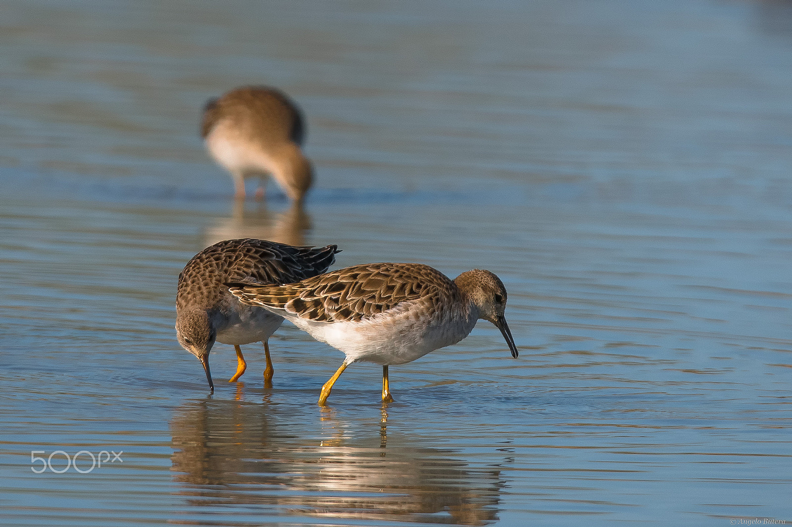 Sigma 150-600mm F5-6.3 DG OS HSM | S sample photo. Combattenti photography