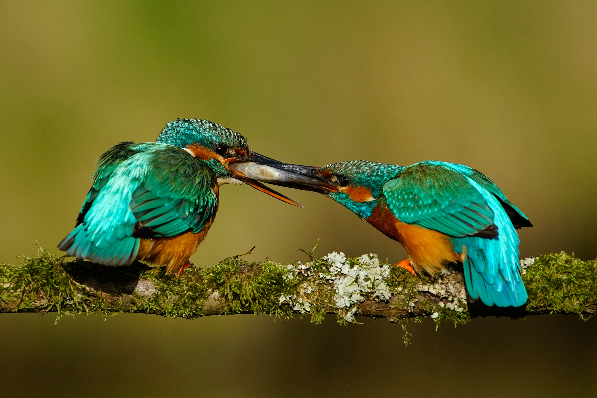 Sony a99 II + Sony 500mm F4 G SSM sample photo. Real love , to give your girlfriend a fish photography