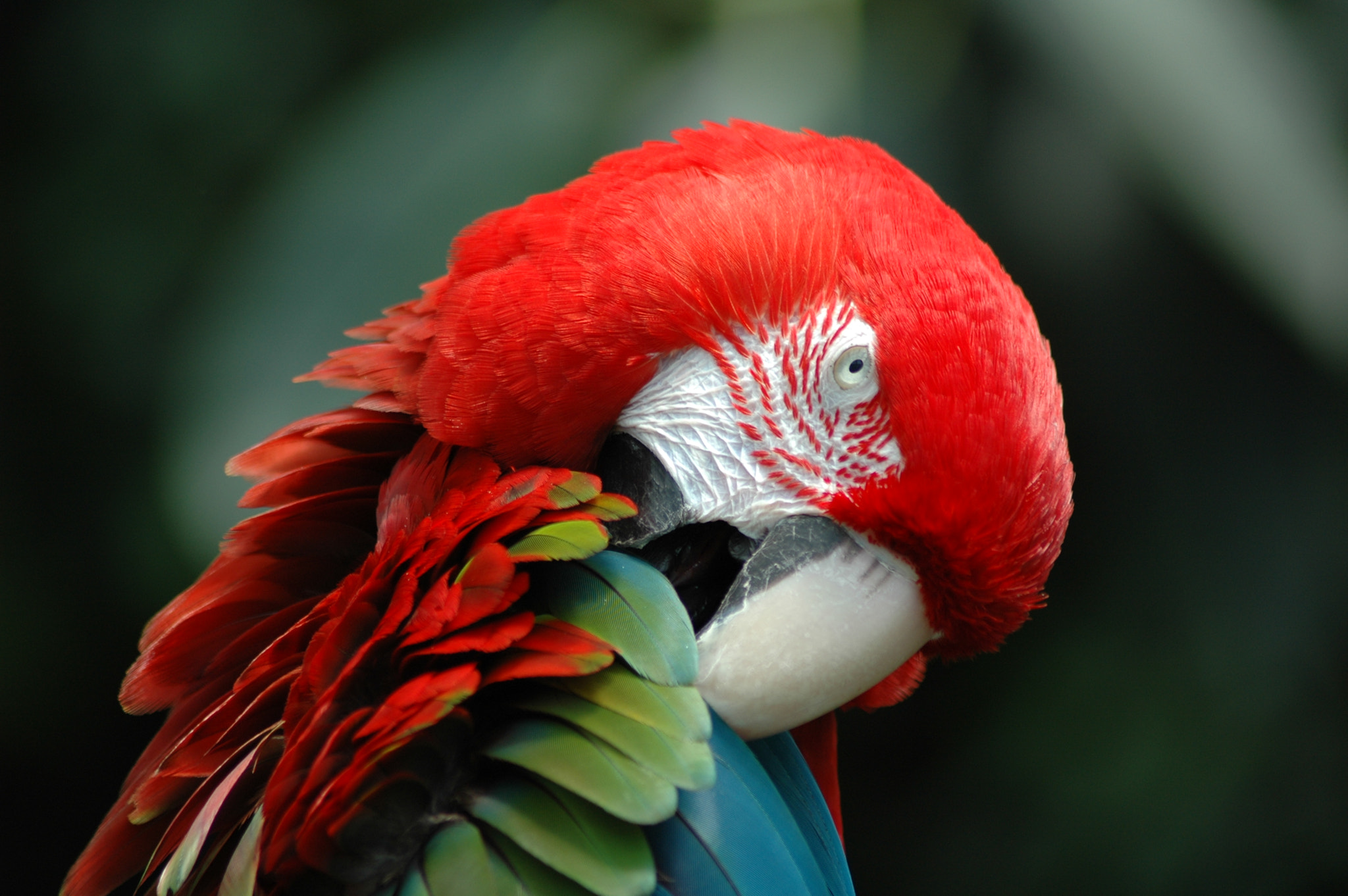 Nikon D70 sample photo. Macaw photography