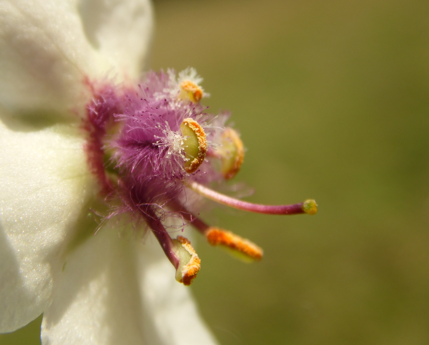 Samsung WB100/  WB101 sample photo. Moth mullein photography