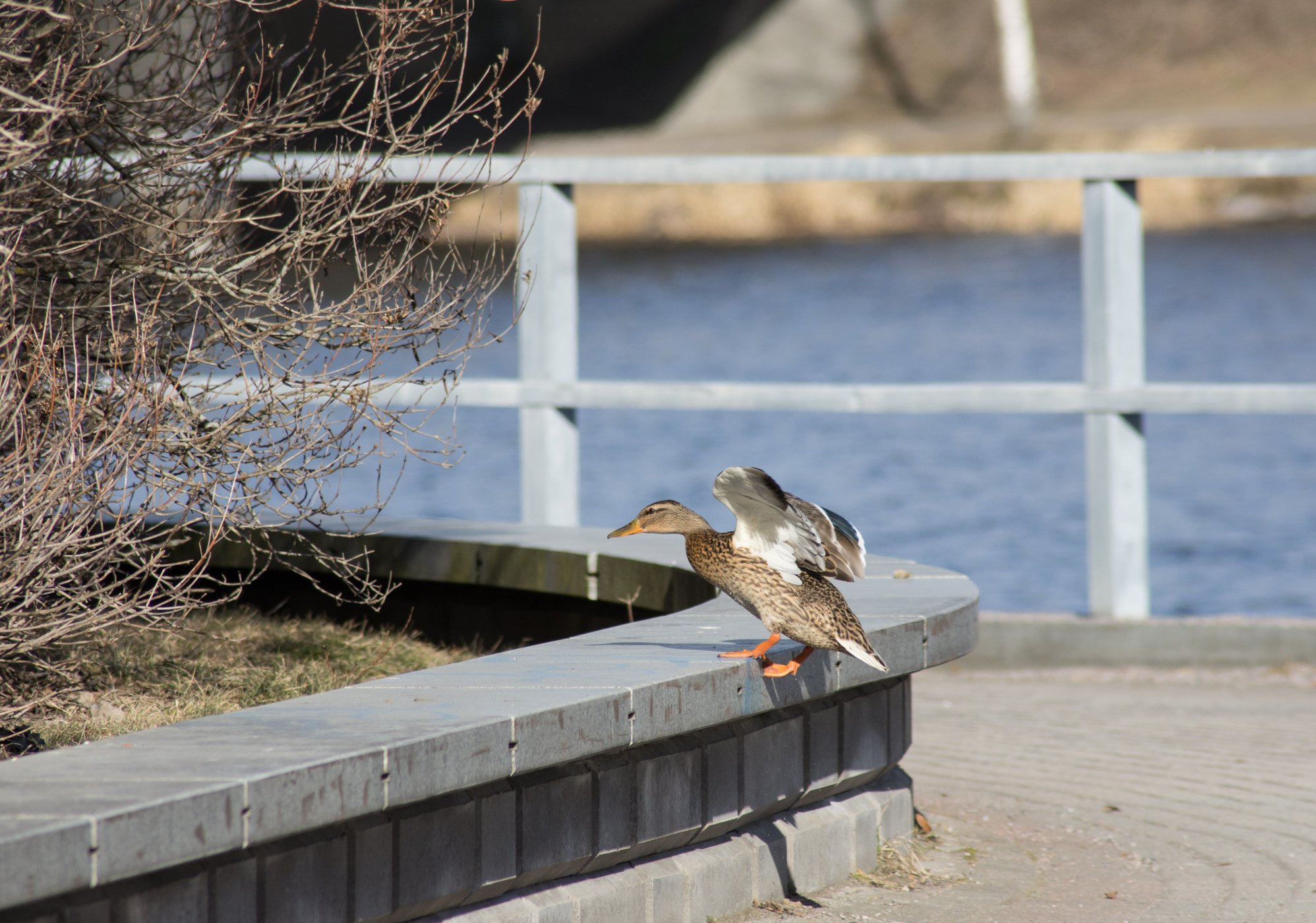 Nikon D7200 sample photo. Up we go photography