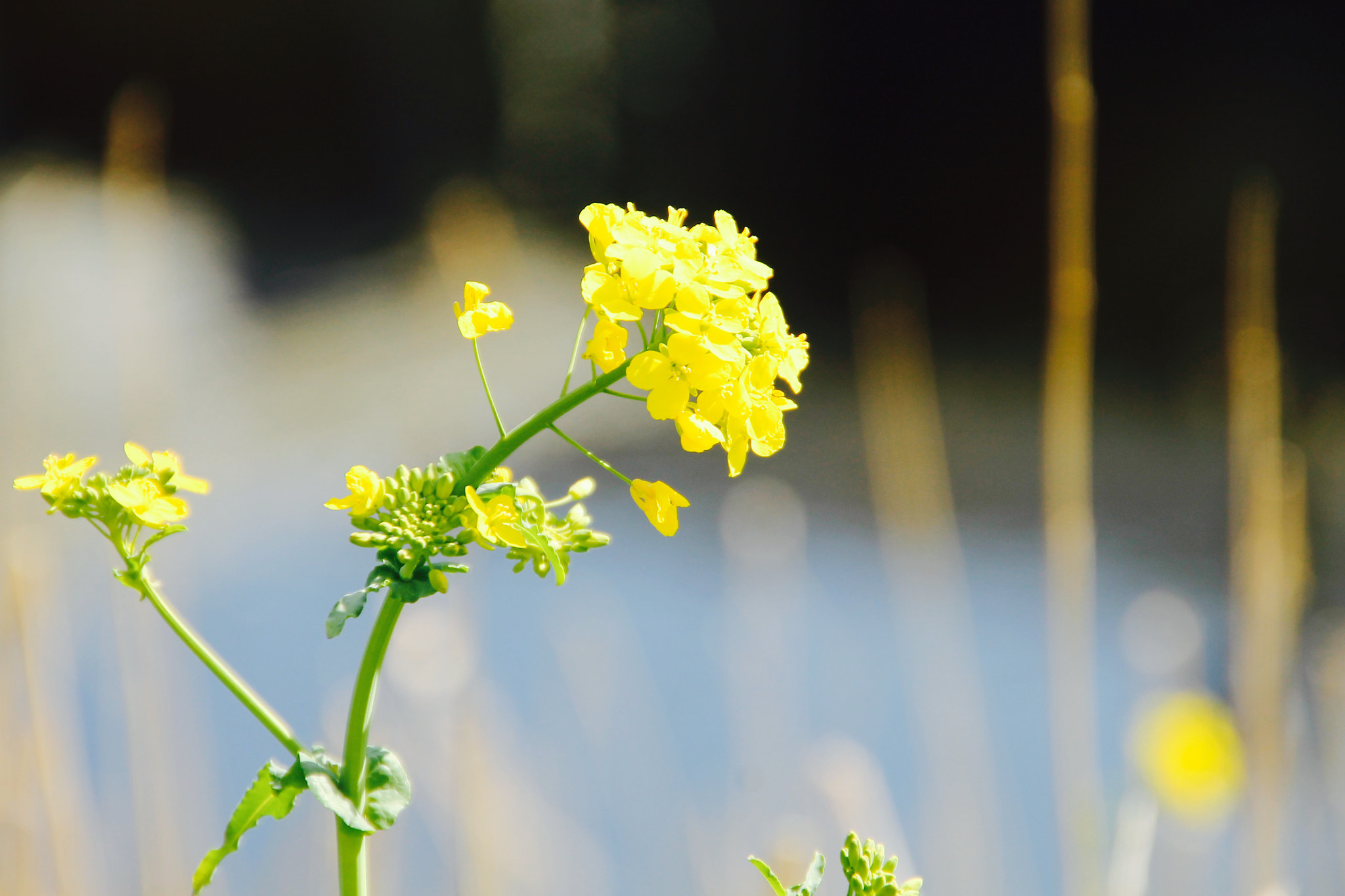 Canon 18-250mm sample photo