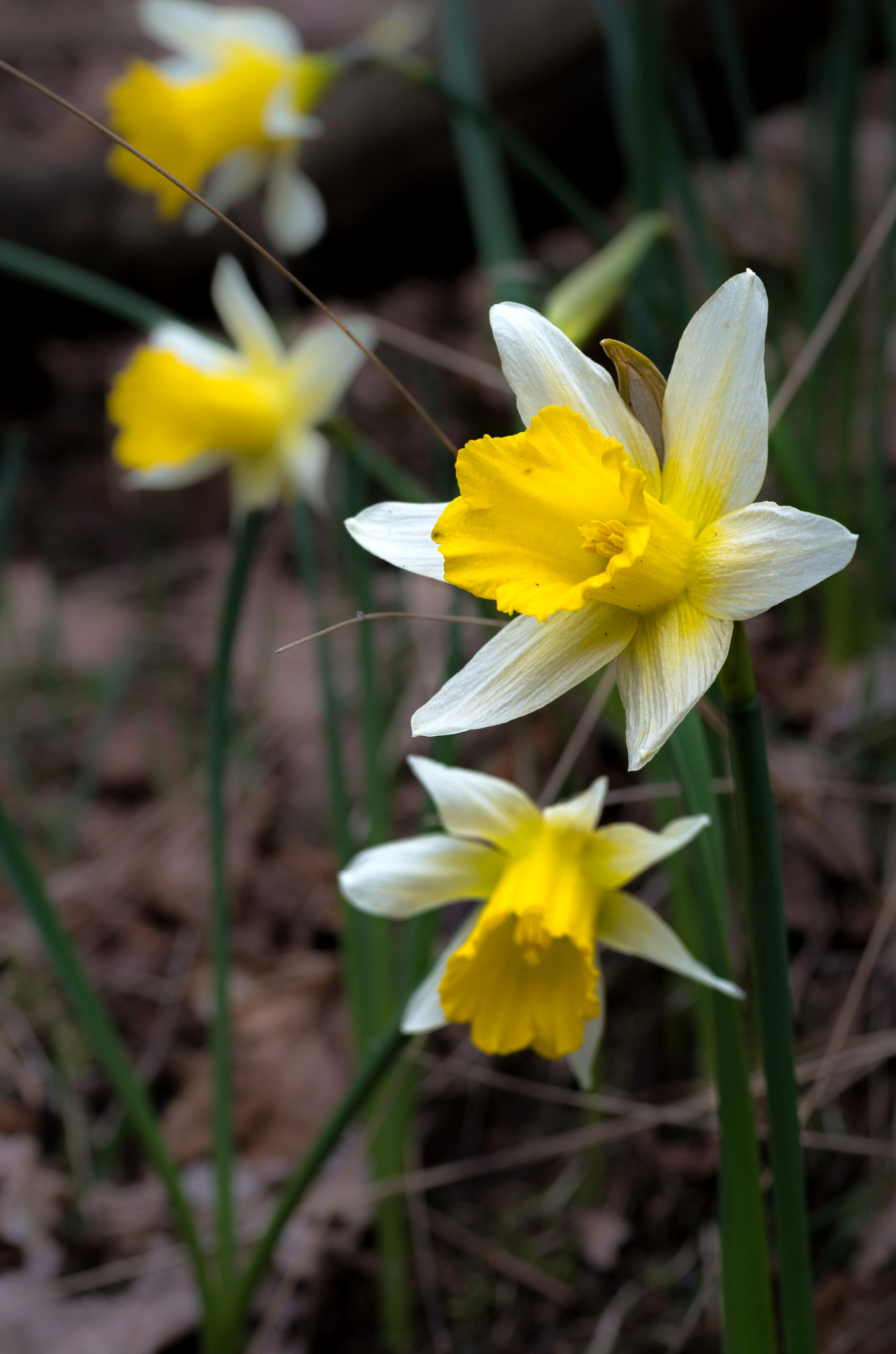 Pentax smc D-FA 50mm F2.8 Macro sample photo. Yellow photography