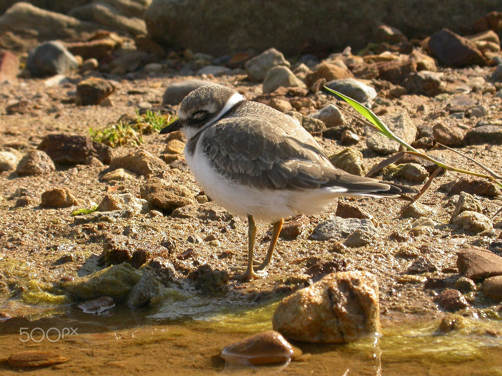 Nikon E4500 sample photo. Ringed plover photography