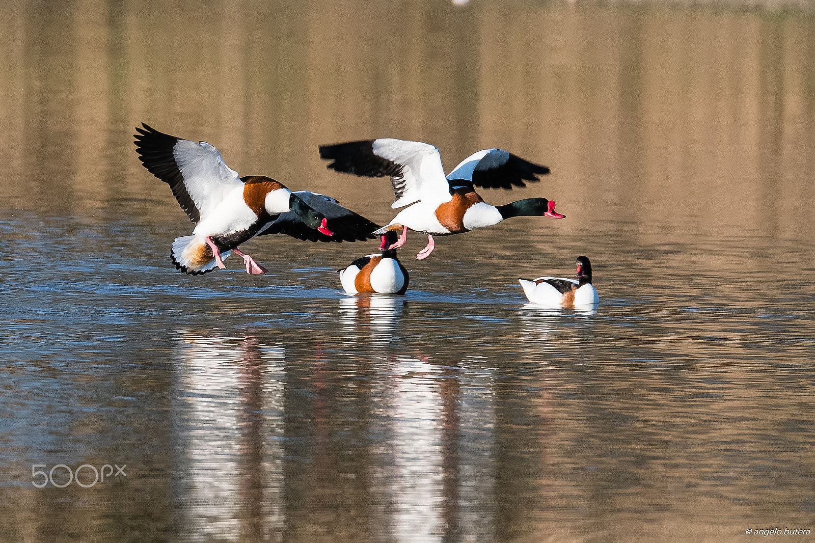 Sigma 150-600mm F5-6.3 DG OS HSM | S sample photo. Volpoche photography