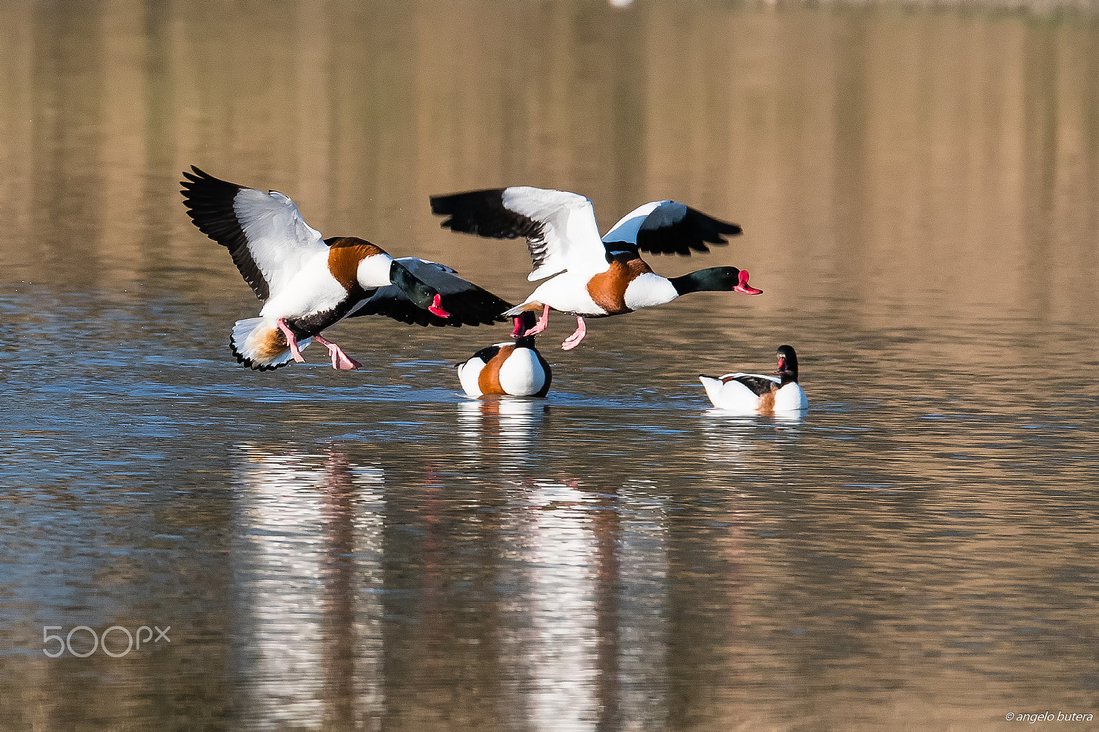 Nikon D500 + Sigma 150-600mm F5-6.3 DG OS HSM | S sample photo. Volpoche photography