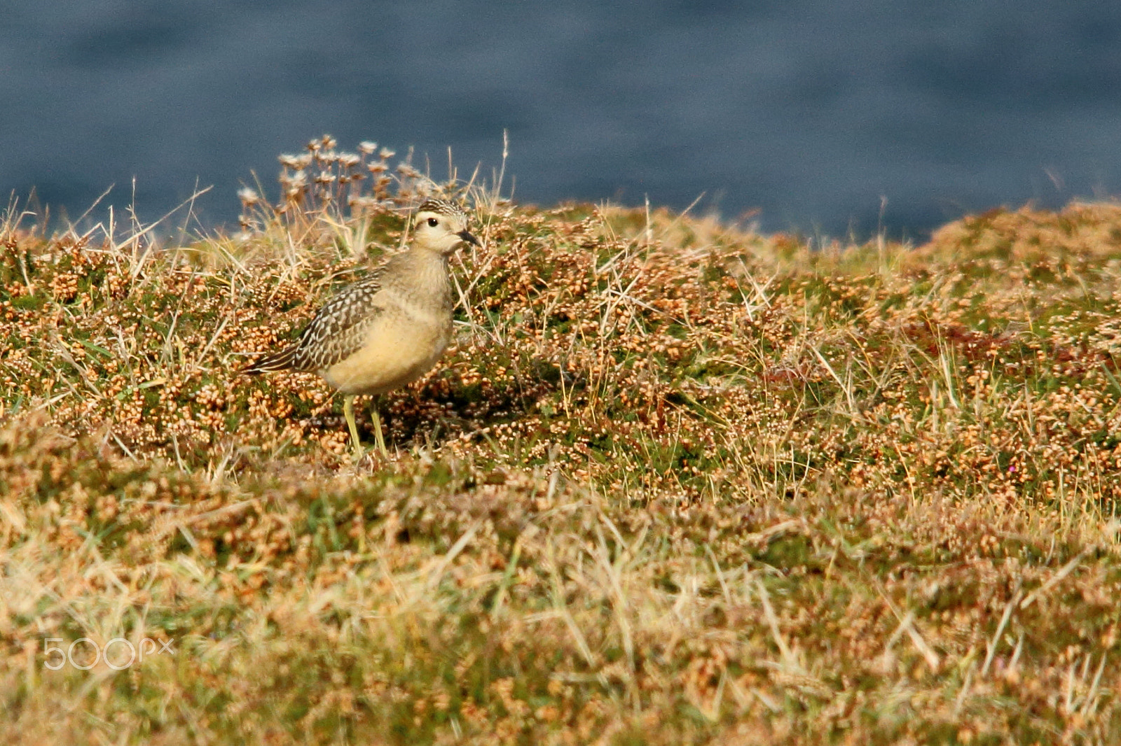 Canon EOS 70D sample photo. Dotterel photography