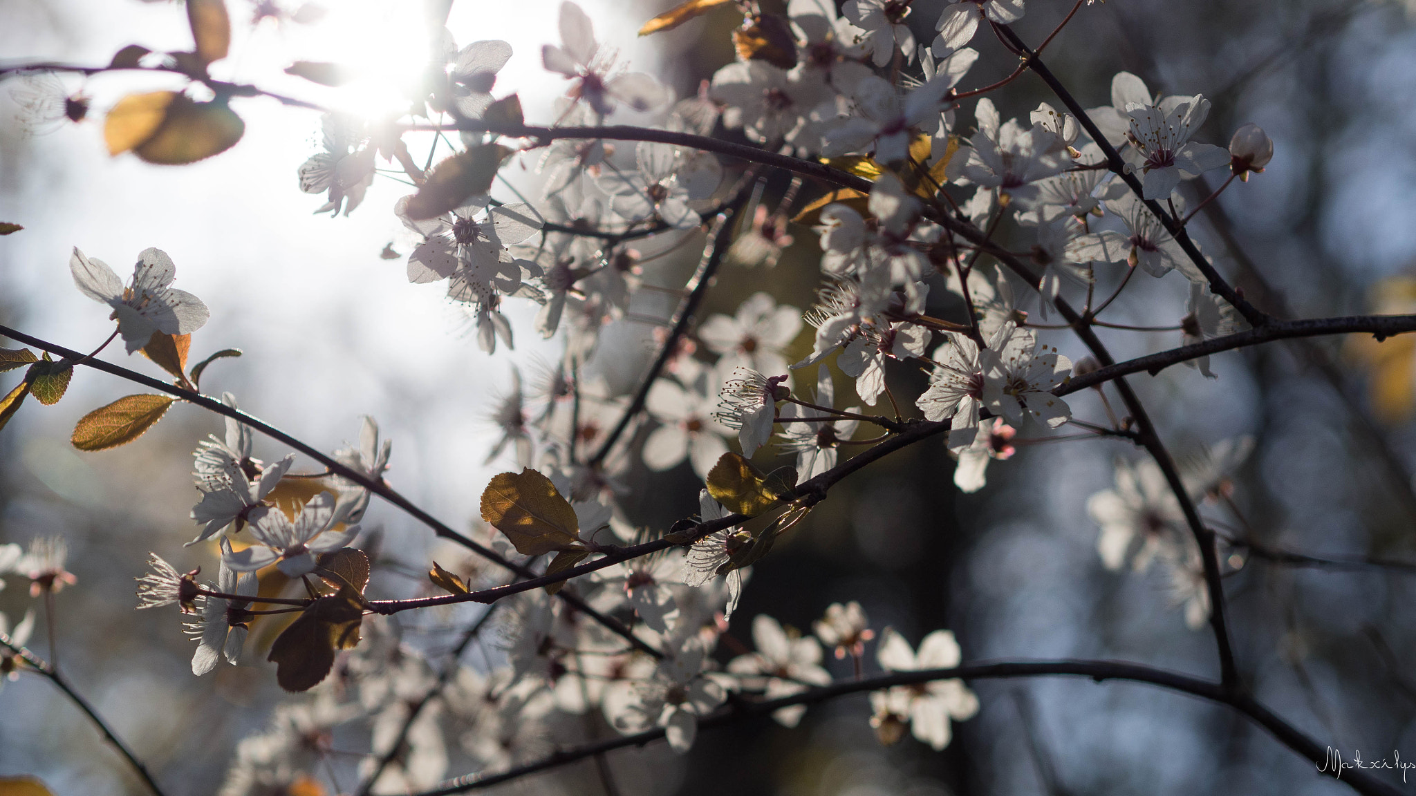 Olympus M.Zuiko Digital 45mm F1.8 sample photo. Aaaaaah the sun, the flowers ... photography