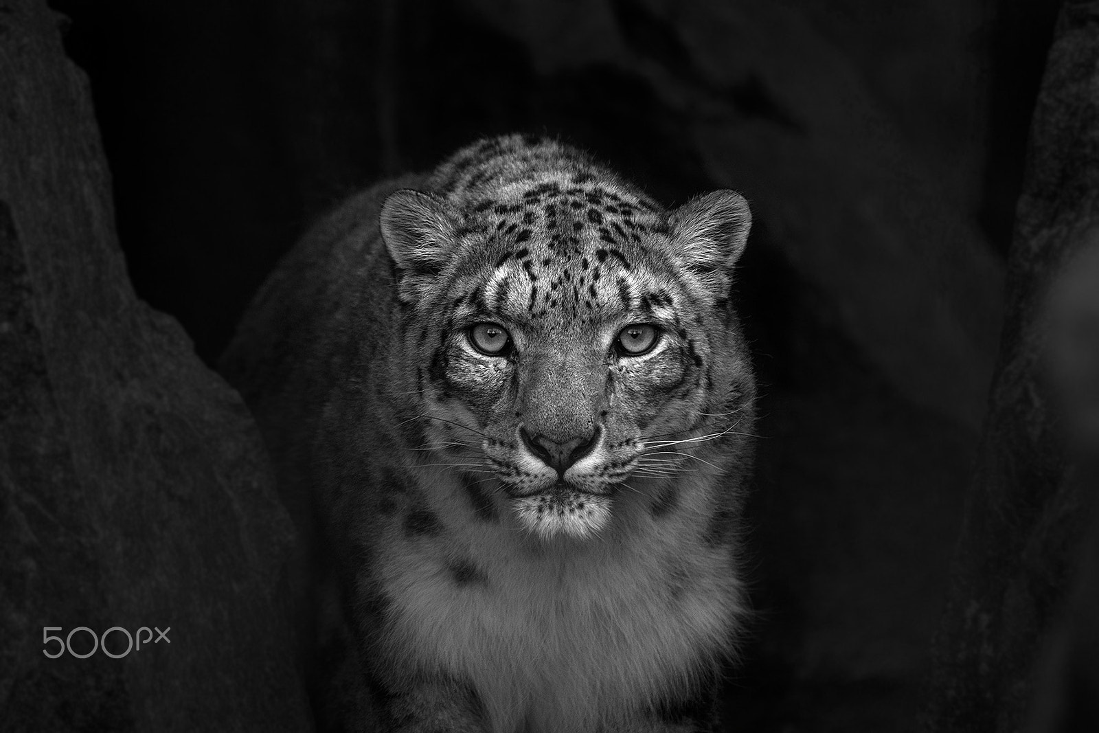 Nikon D7100 + Sigma APO 100-300mm F4 EX IF HSM sample photo. Panthera uncia photography