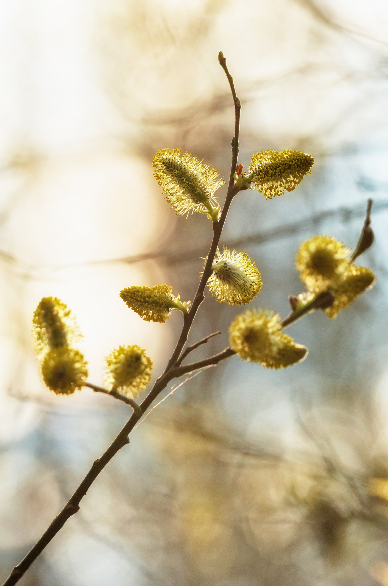 Sony a99 II + Sony 70-400mm F4-5.6 G SSM II sample photo. Spring light photography