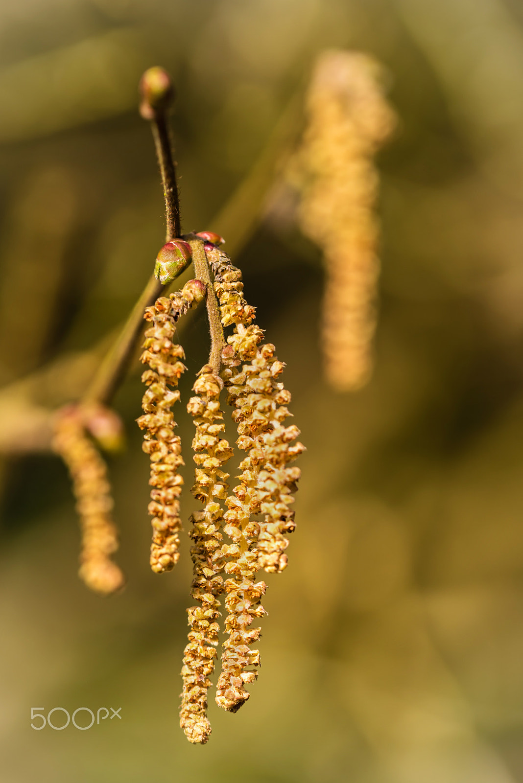 Sigma 105mm F2.8 EX DG OS HSM sample photo. Catkins photography