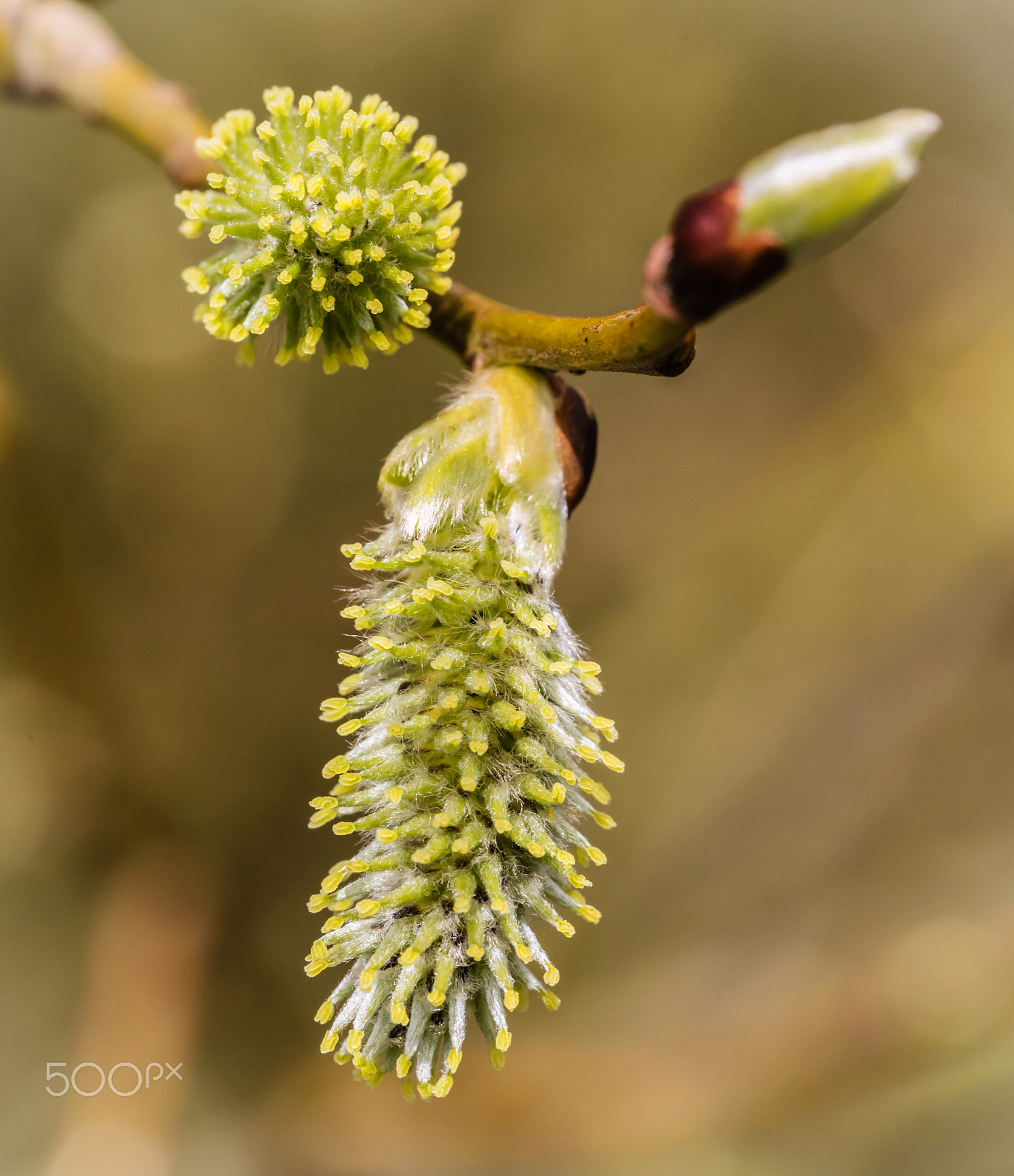 Sigma 105mm F2.8 EX DG OS HSM sample photo. Catkins in spring photography