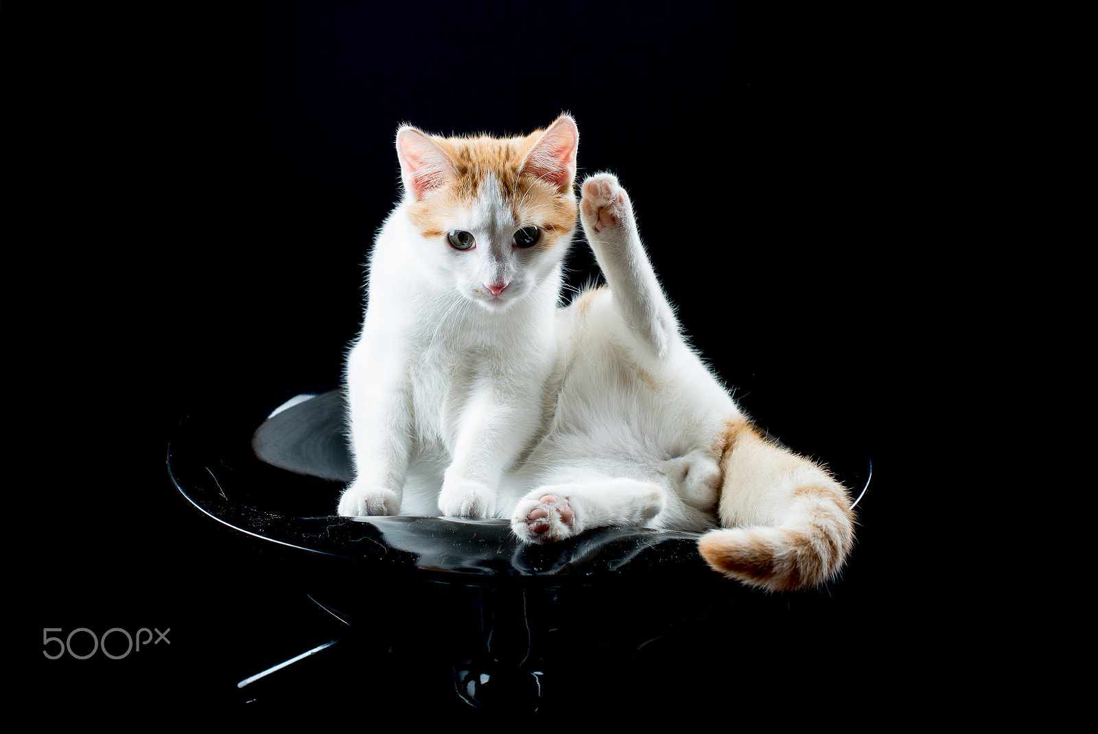 Nikon D600 sample photo. Studio cat photography