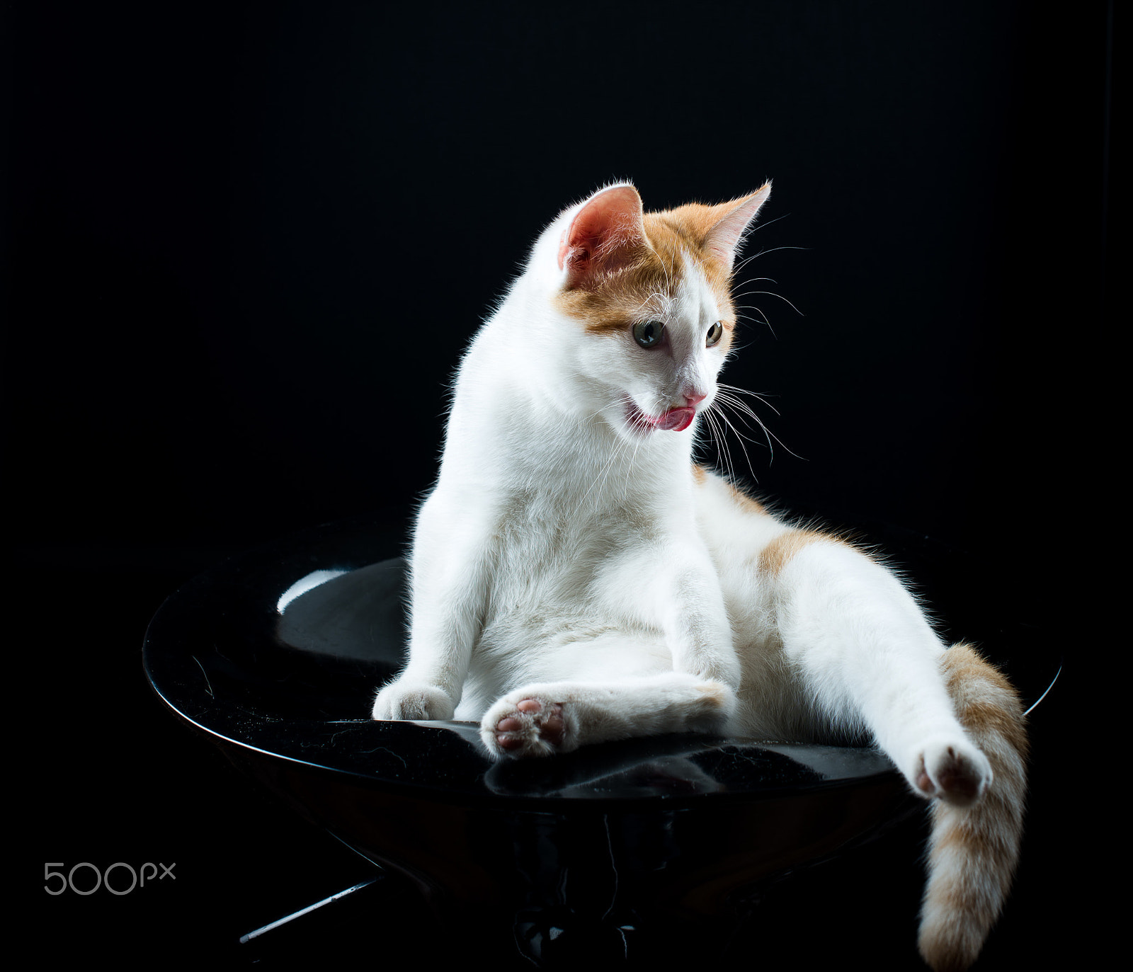 Nikon D600 + Nikon AF-S Nikkor 50mm F1.4G sample photo. Studio cat photography