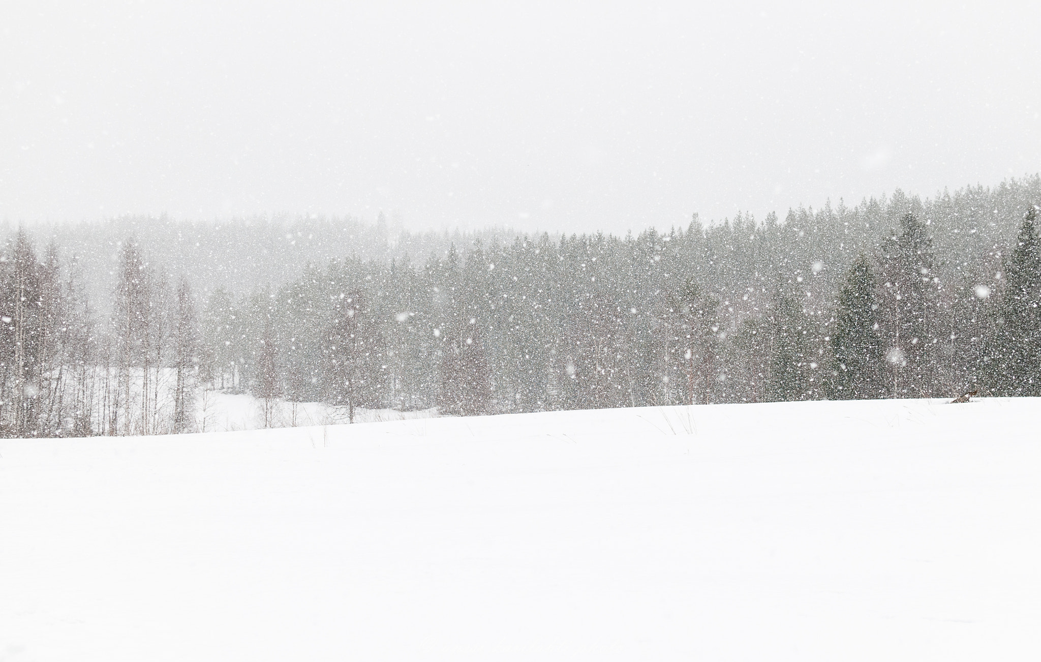 Nikon D300 sample photo. Snow rain photography