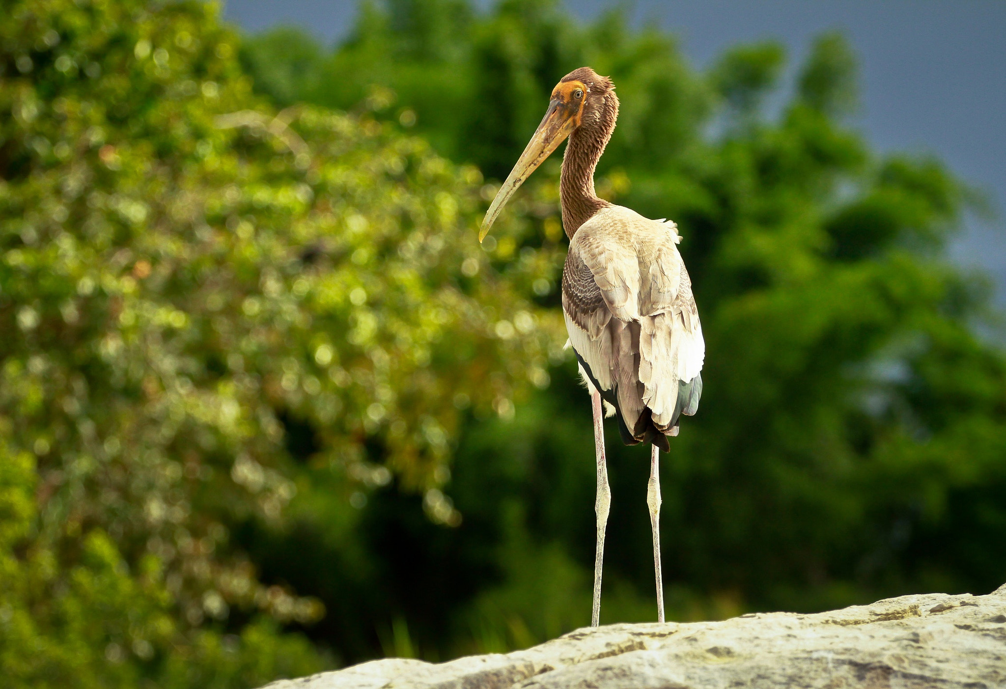 Canon EOS 7D + Canon EF 70-200mm F4L USM sample photo. Ibis photography