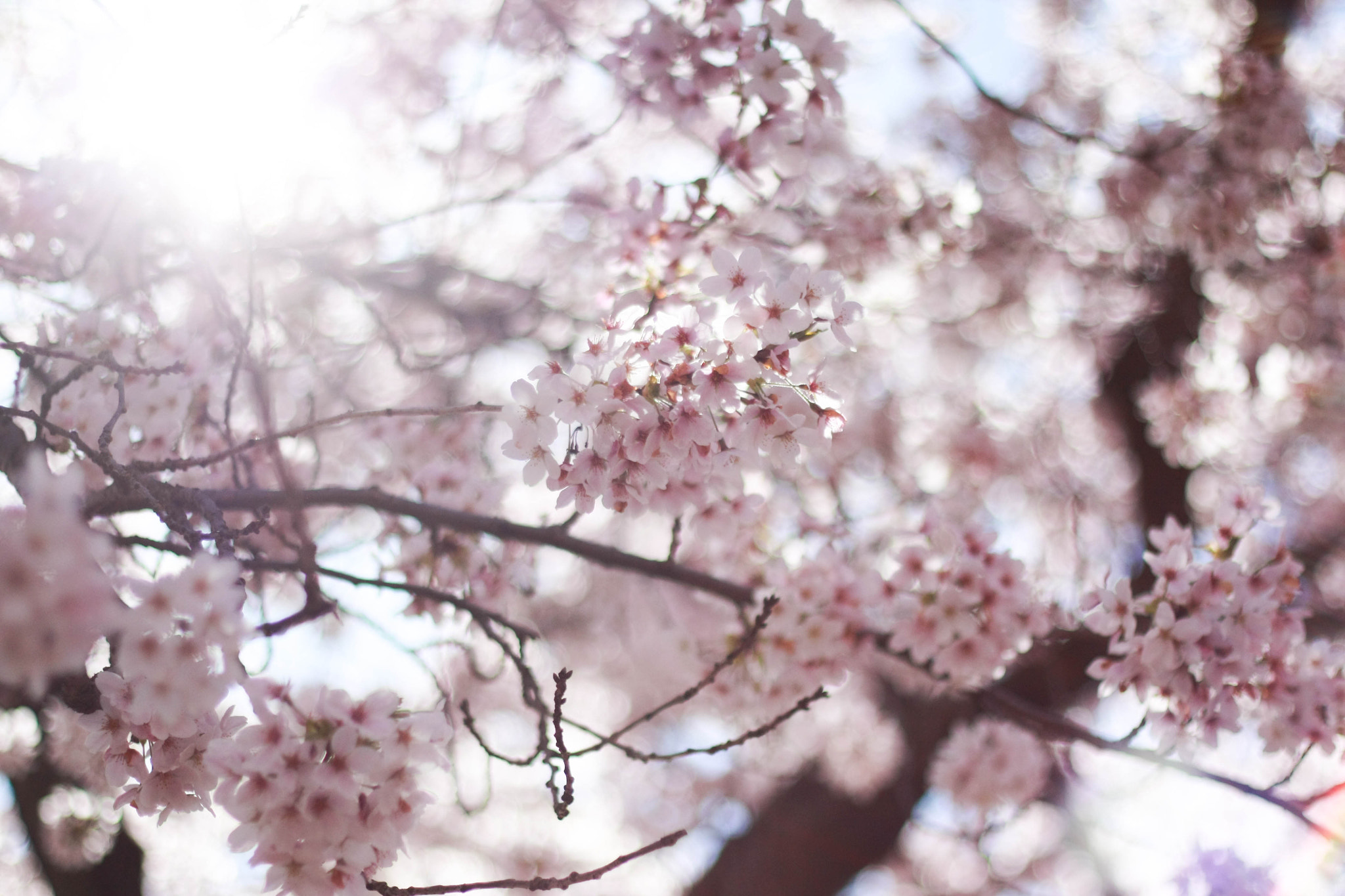 Canon EOS 450D (EOS Rebel XSi / EOS Kiss X2) sample photo. Spring is in the air photography