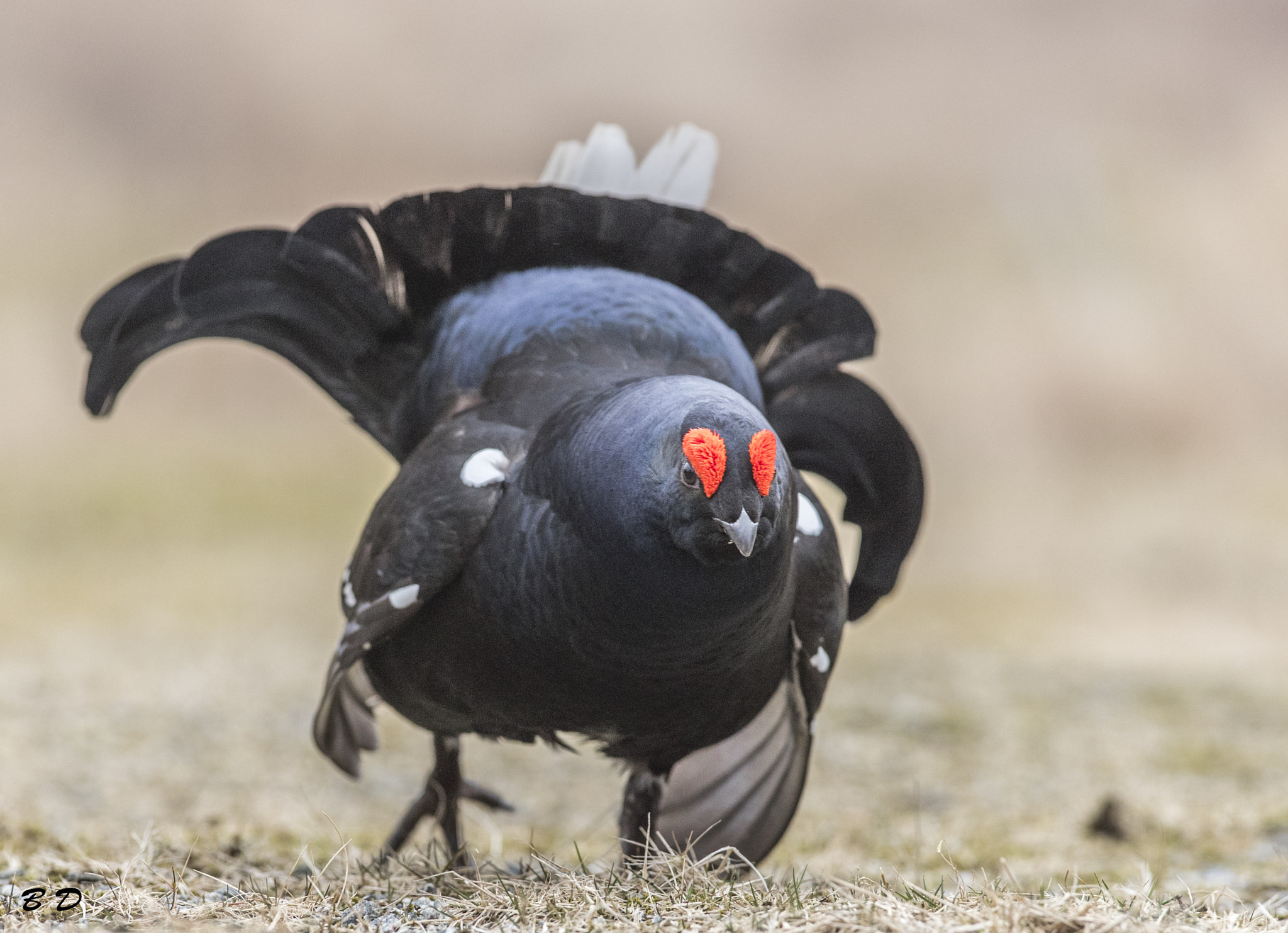 Canon EOS-1D X Mark II + Canon EF 300mm F2.8L IS USM sample photo. Blackcock photography