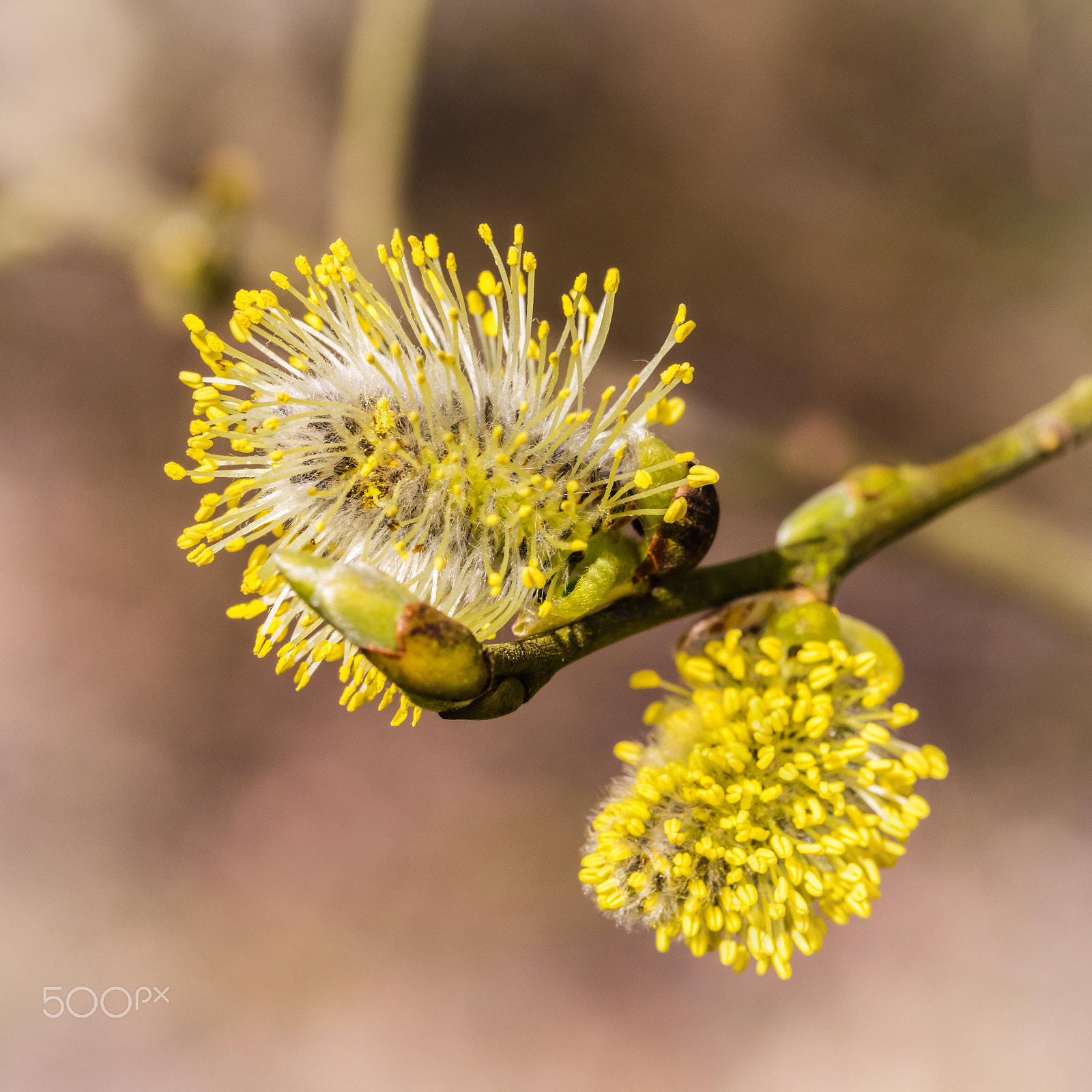 Nikon D810 + Sigma 105mm F2.8 EX DG OS HSM sample photo. Early catkins photography