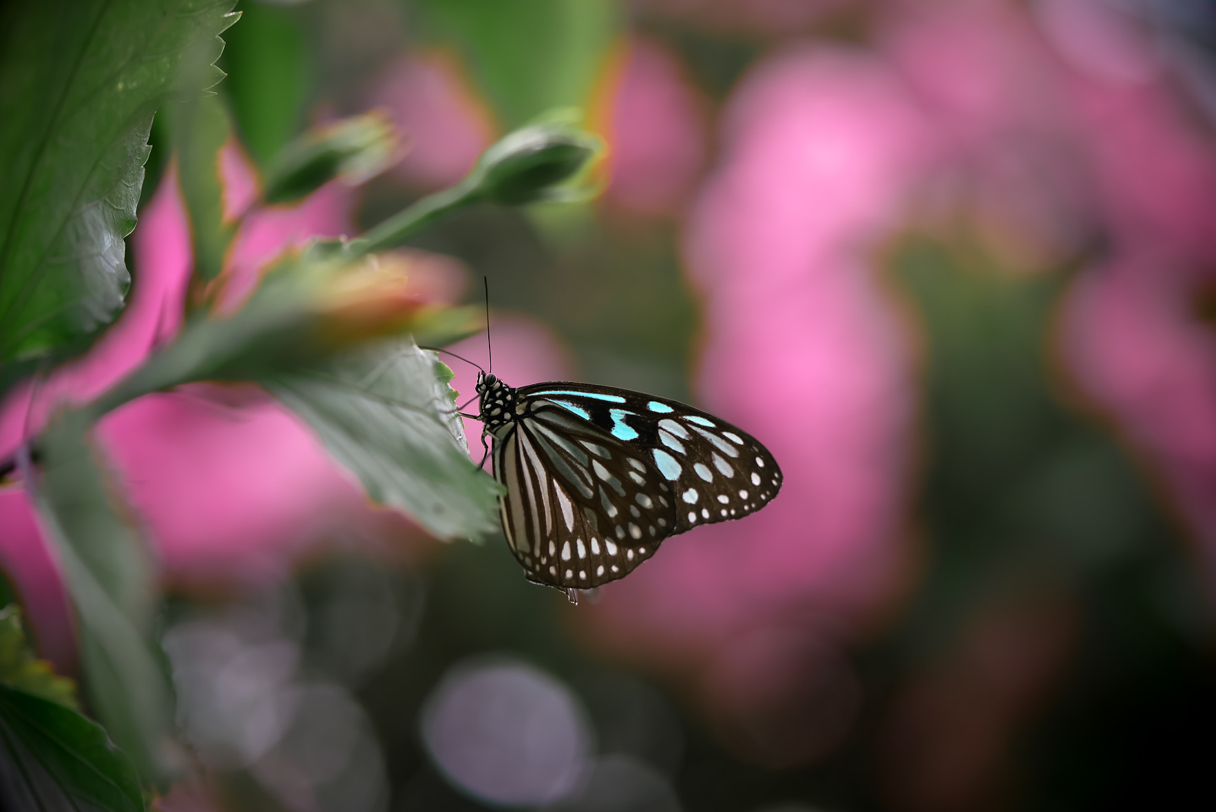 Sony a7R + Sony FE 90mm F2.8 Macro G OSS sample photo. Butterfly photography