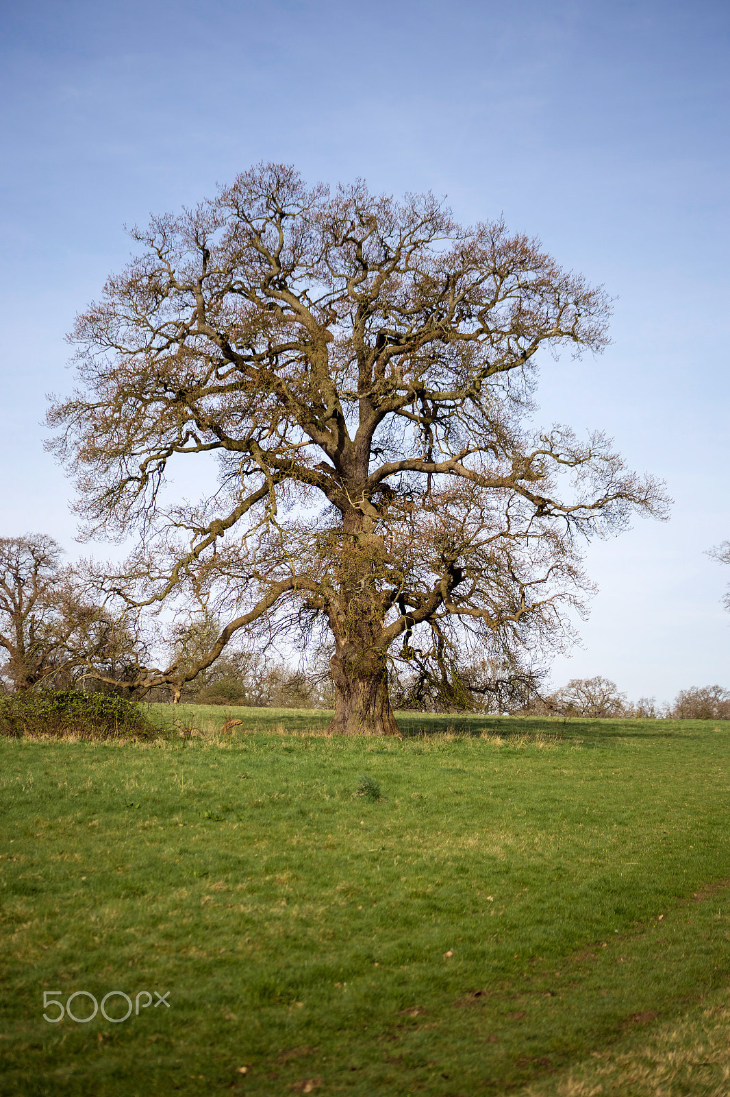 Canon EF 75-300mm f/4-5.6 USM sample photo. The lonely tree photography