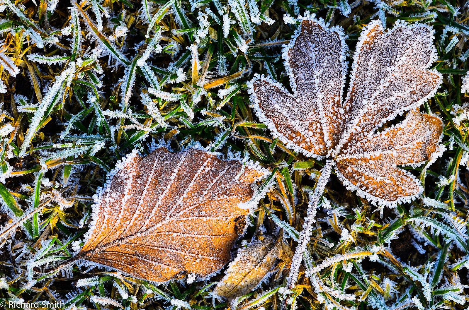 Sigma 105mm F2.8 EX DG OS HSM sample photo. Winter leaves photography