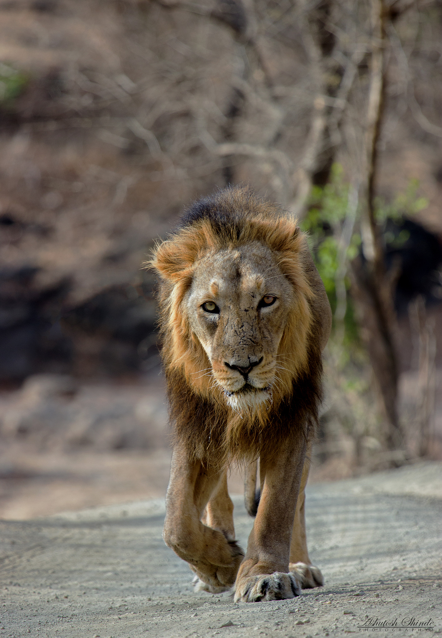 Canon EF 100-400mm F4.5-5.6L IS USM sample photo. Lion walk photography
