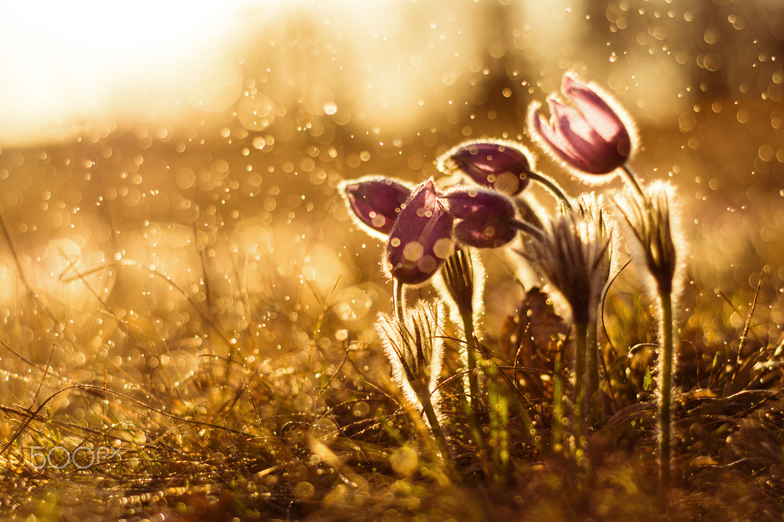 Nikon D7100 + Nikon AF Nikkor 50mm F1.8D sample photo. Pulsatilla grandis ii photography