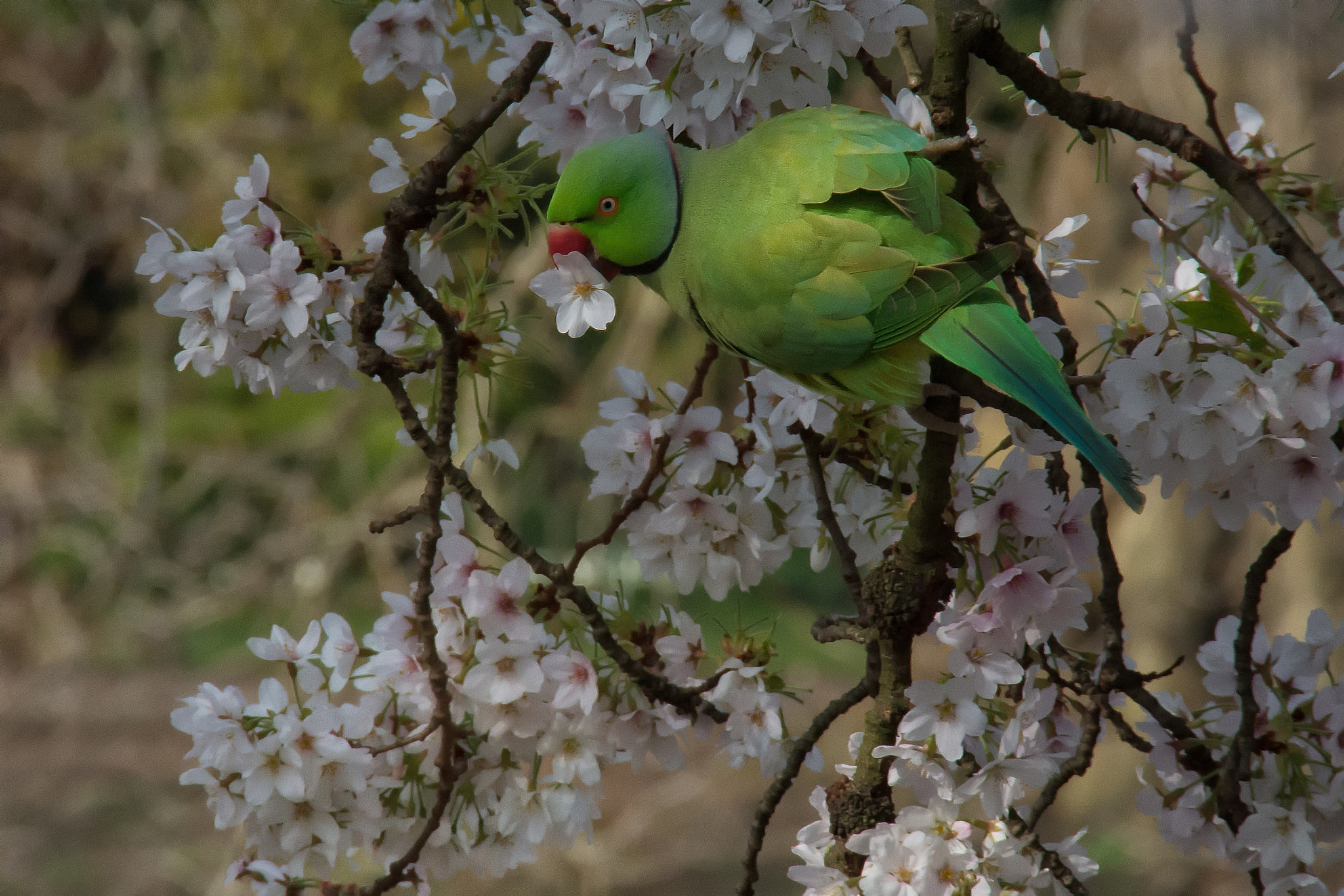 Nikon D7200 sample photo. London parakeet photography