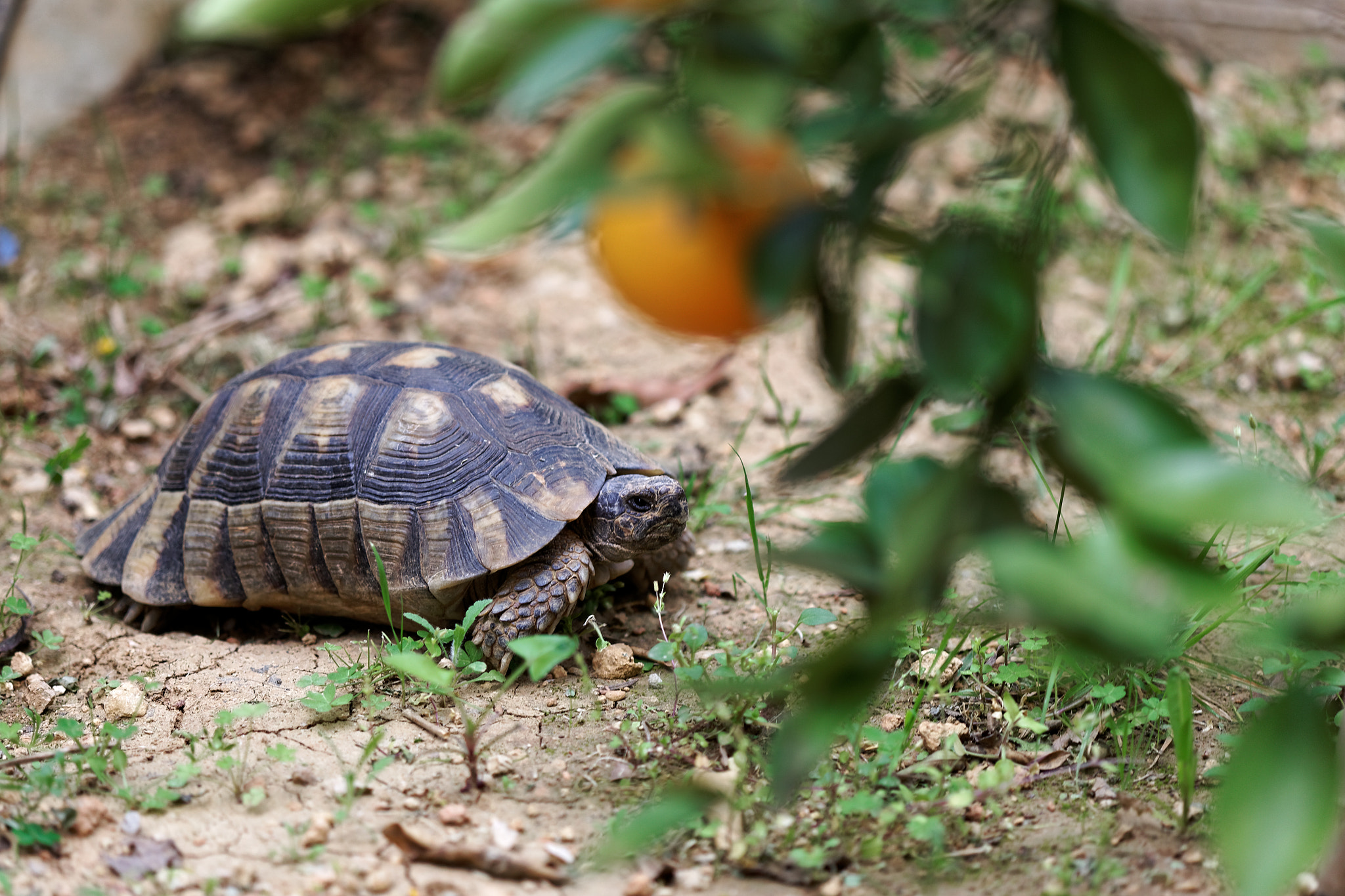 Canon EF 100mm F2.8 Macro USM sample photo. Turtle on the yard photography