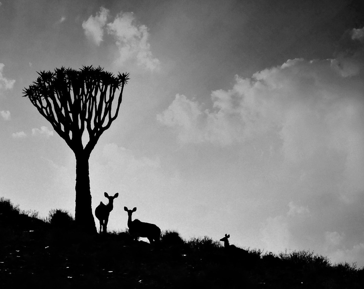 Panasonic Lumix G X Vario 35-100mm F2.8 OIS sample photo. A drive though namibia 4 photography