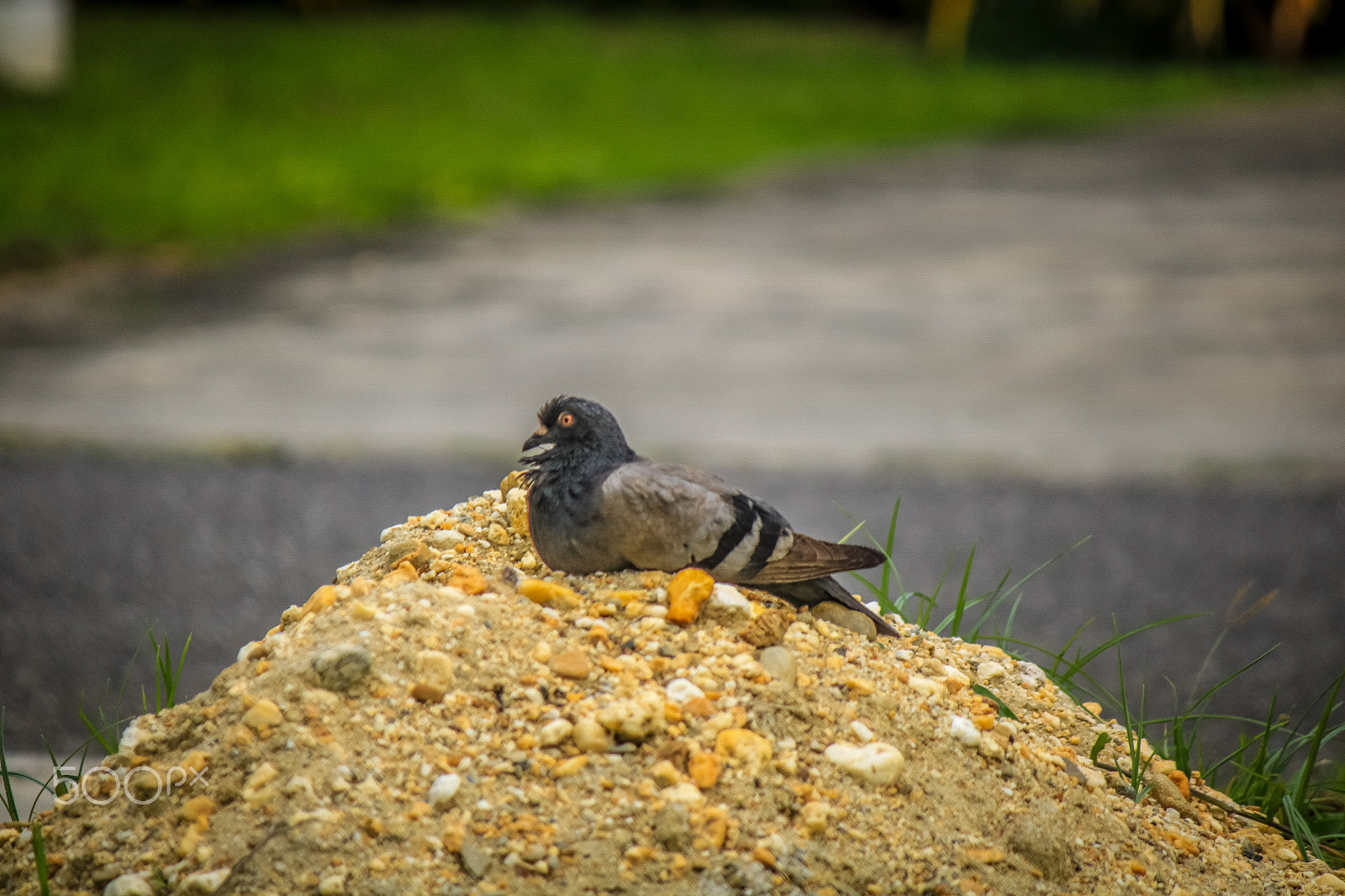 Canon EF-S 55-250mm F4-5.6 IS sample photo. Img photography